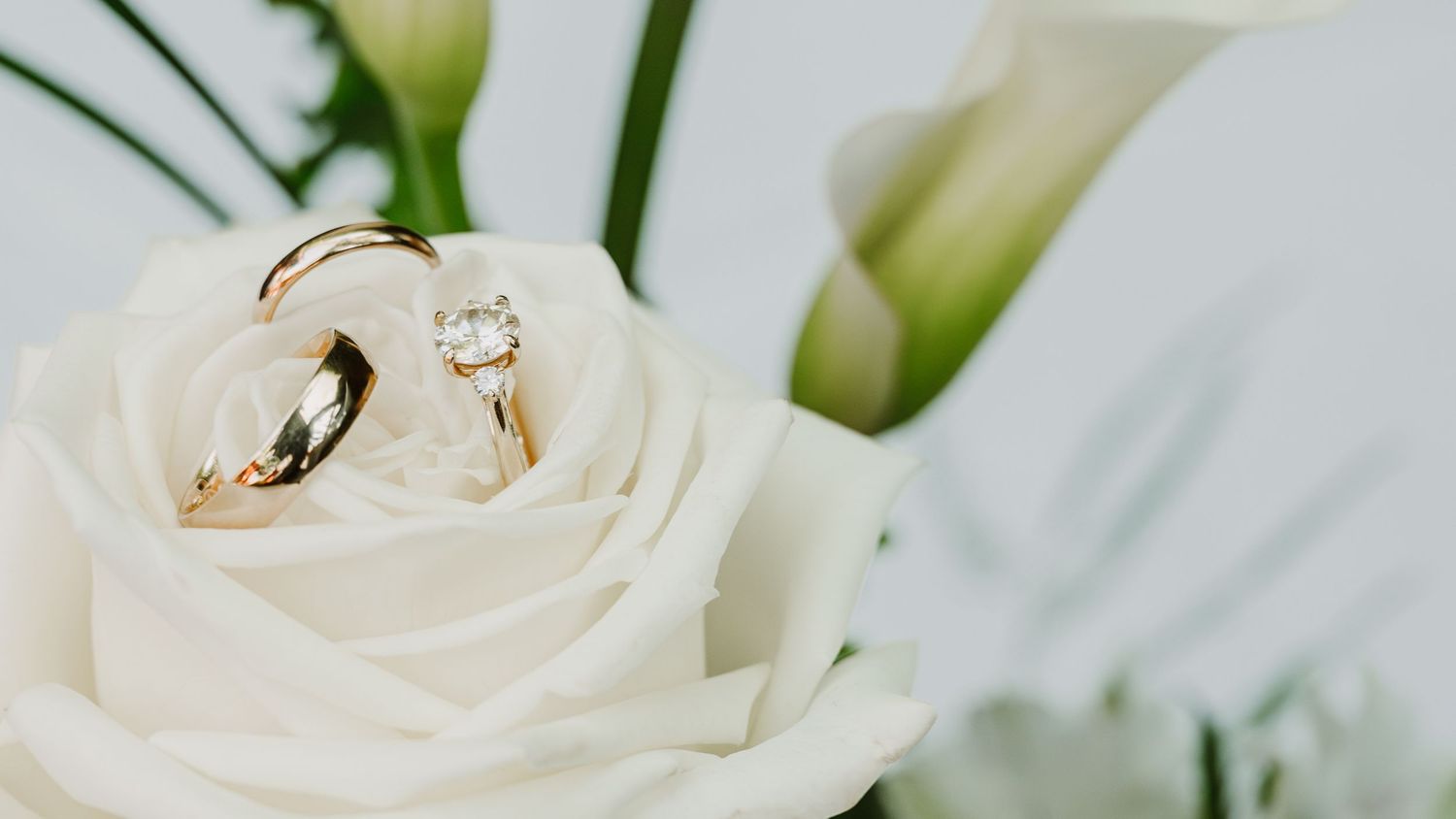 Elegant white roses with dewdrops displayed against a light background.