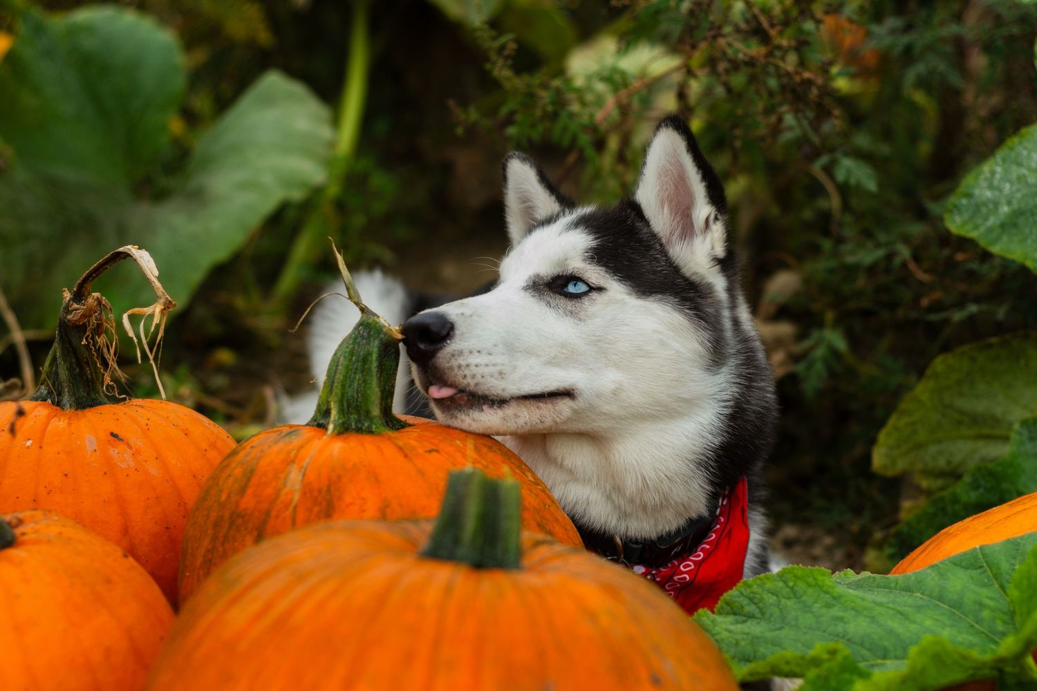 Close-up view of a spotted dog looking at orange pumpkins in an autumn garden setting.