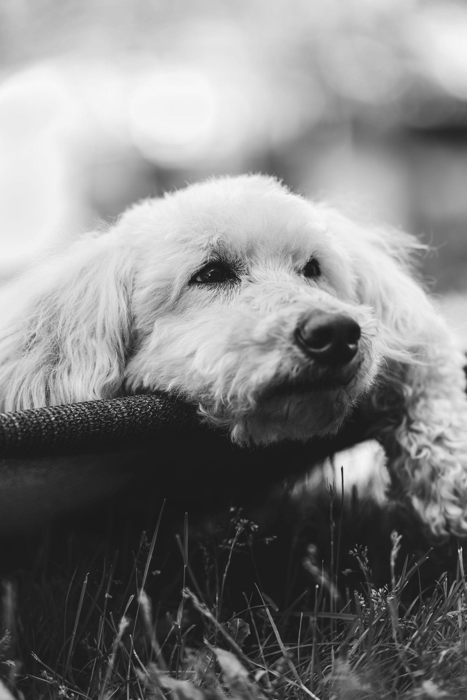 Black and white series of a fluffy white dog resting with close-up shots of its face.