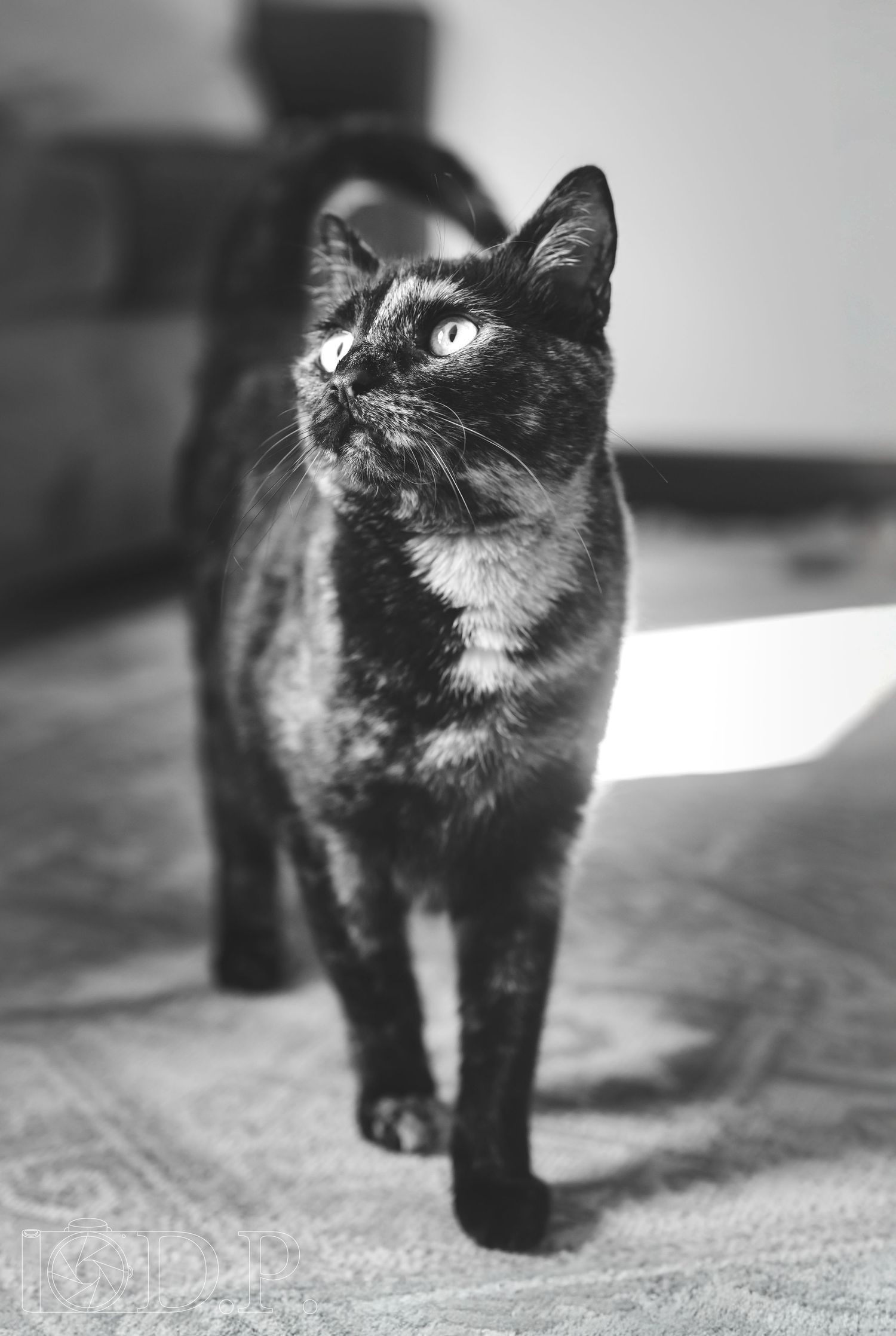 A series of black and white photos showing a black cat walking across a textured surface.