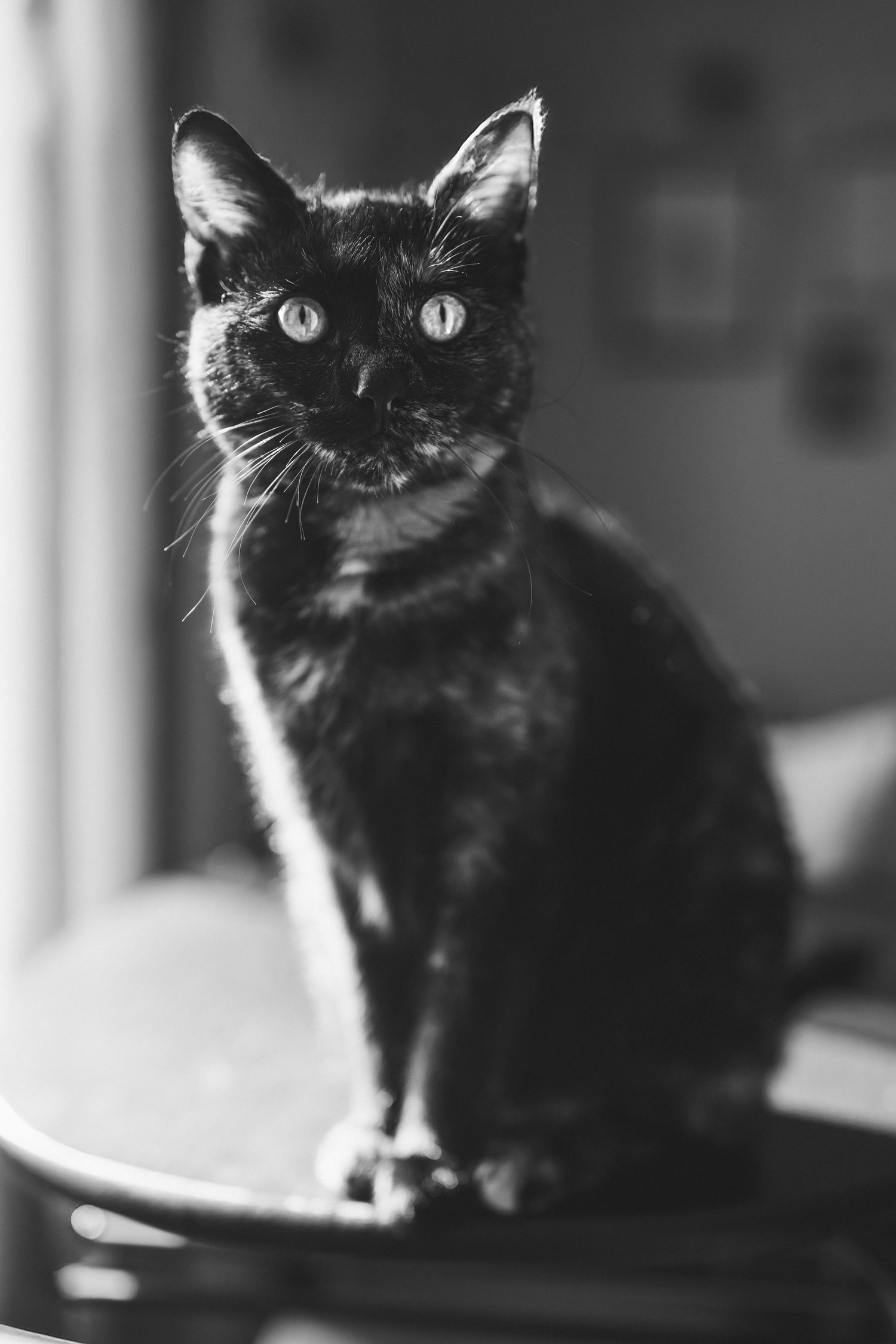 Black and white portraits of a dark cat with alert ears and expressive eyes.