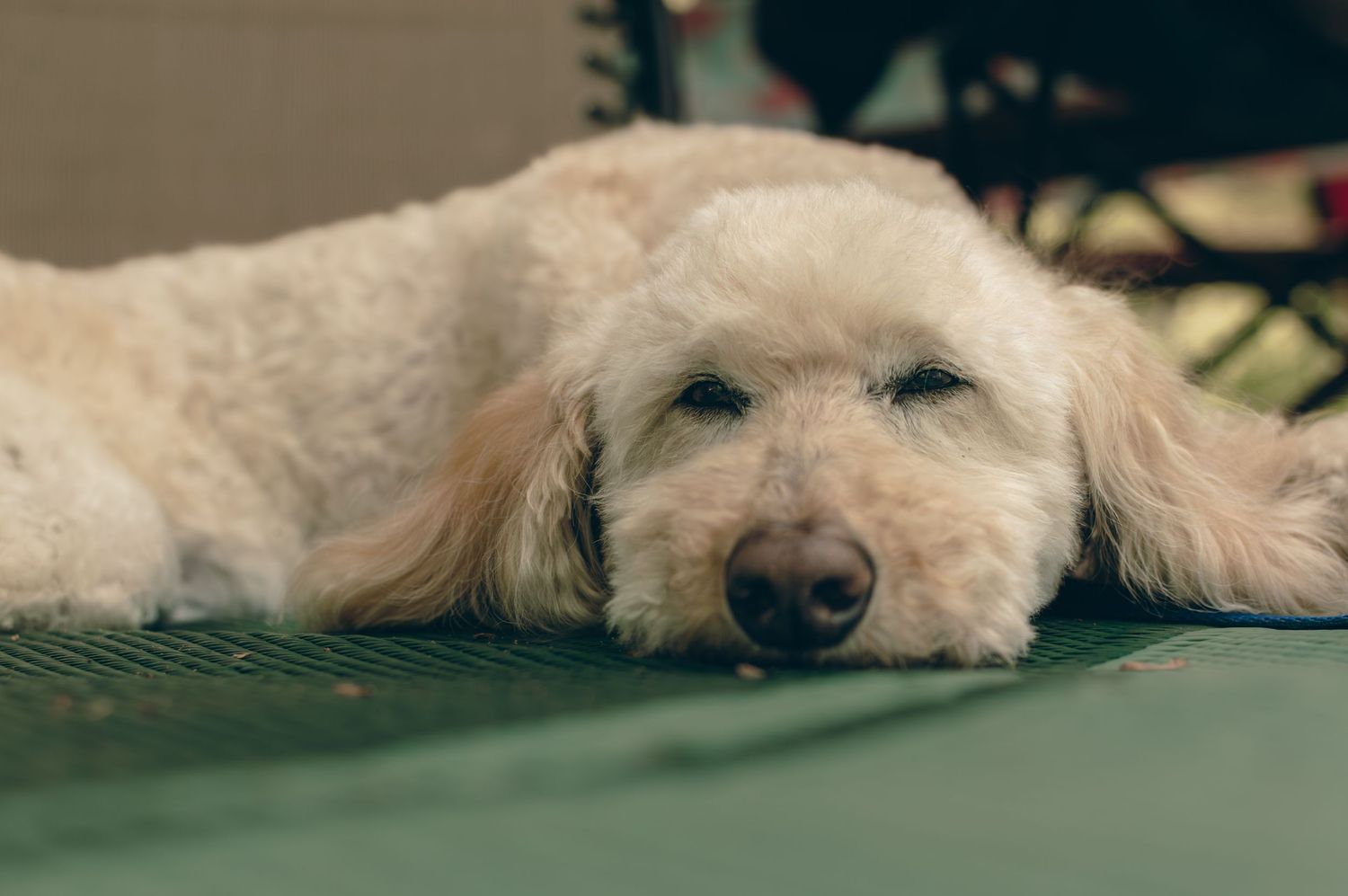 Golden retriever dog lying down and resting on a wooden deck.