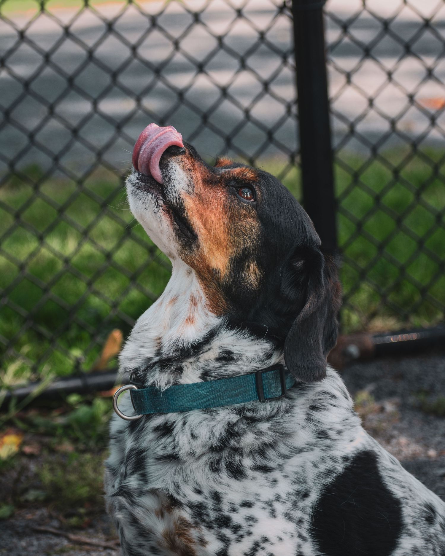 Black and white spotted dog looking up through a chain link fence.