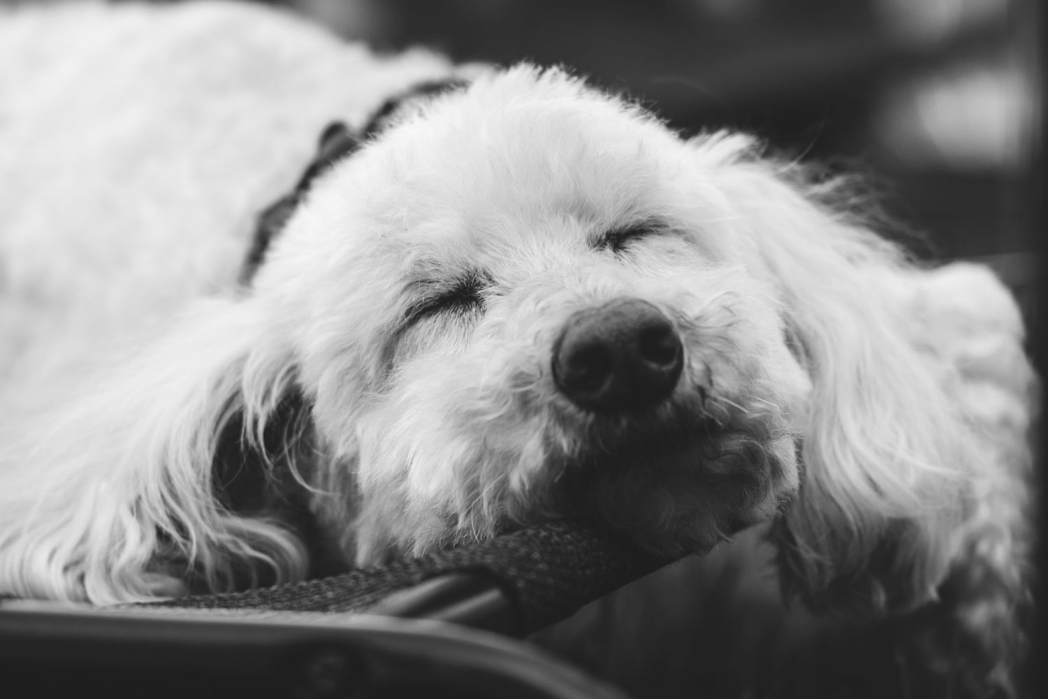 Sequential black and white images of a resting white dog with long fur.