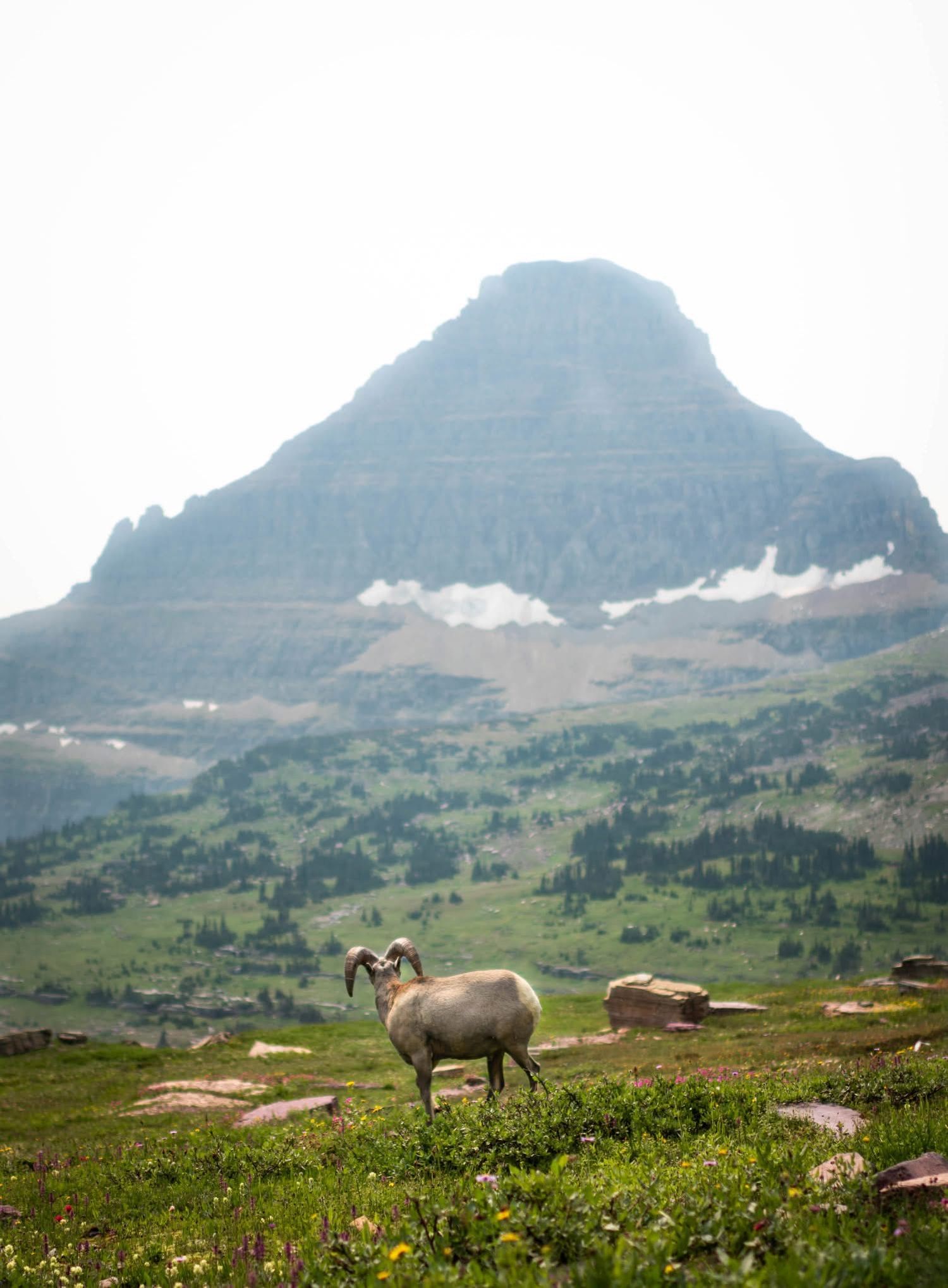 Mountain goat standing on a rocky slope with alpine meadows and snow-capped peaks in Glacier National Park.