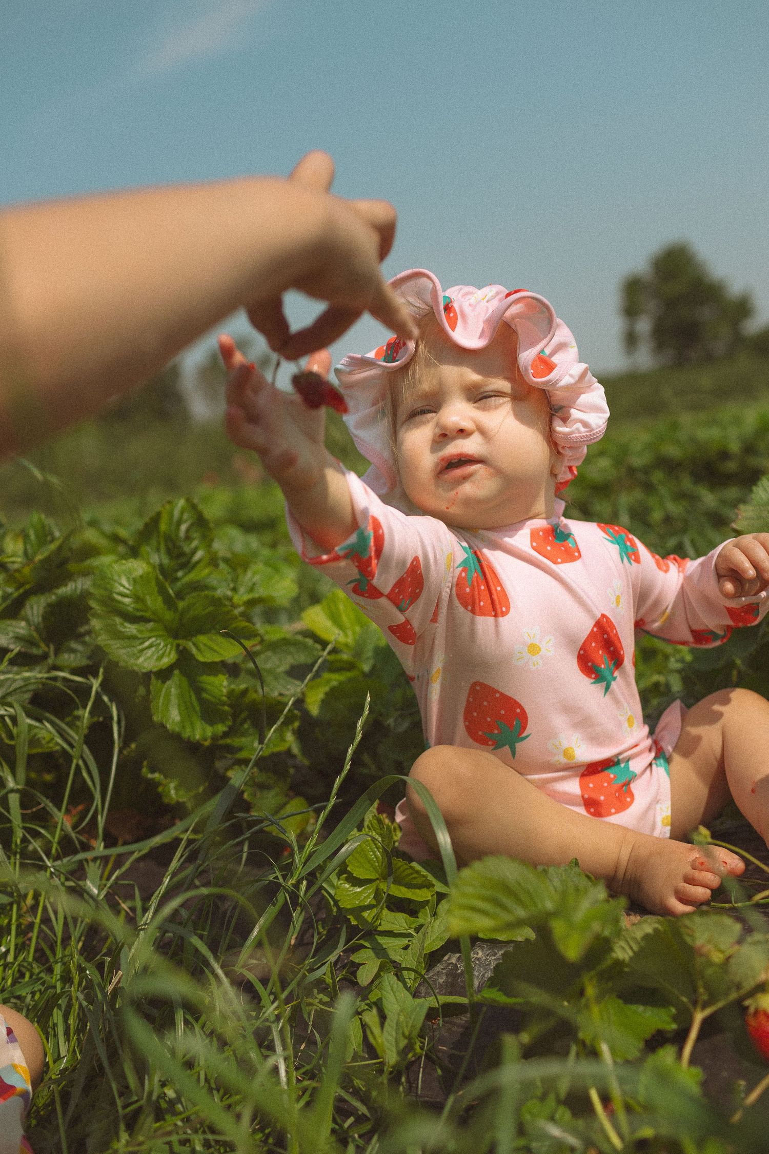 picking strawberries at scandia kansas depot