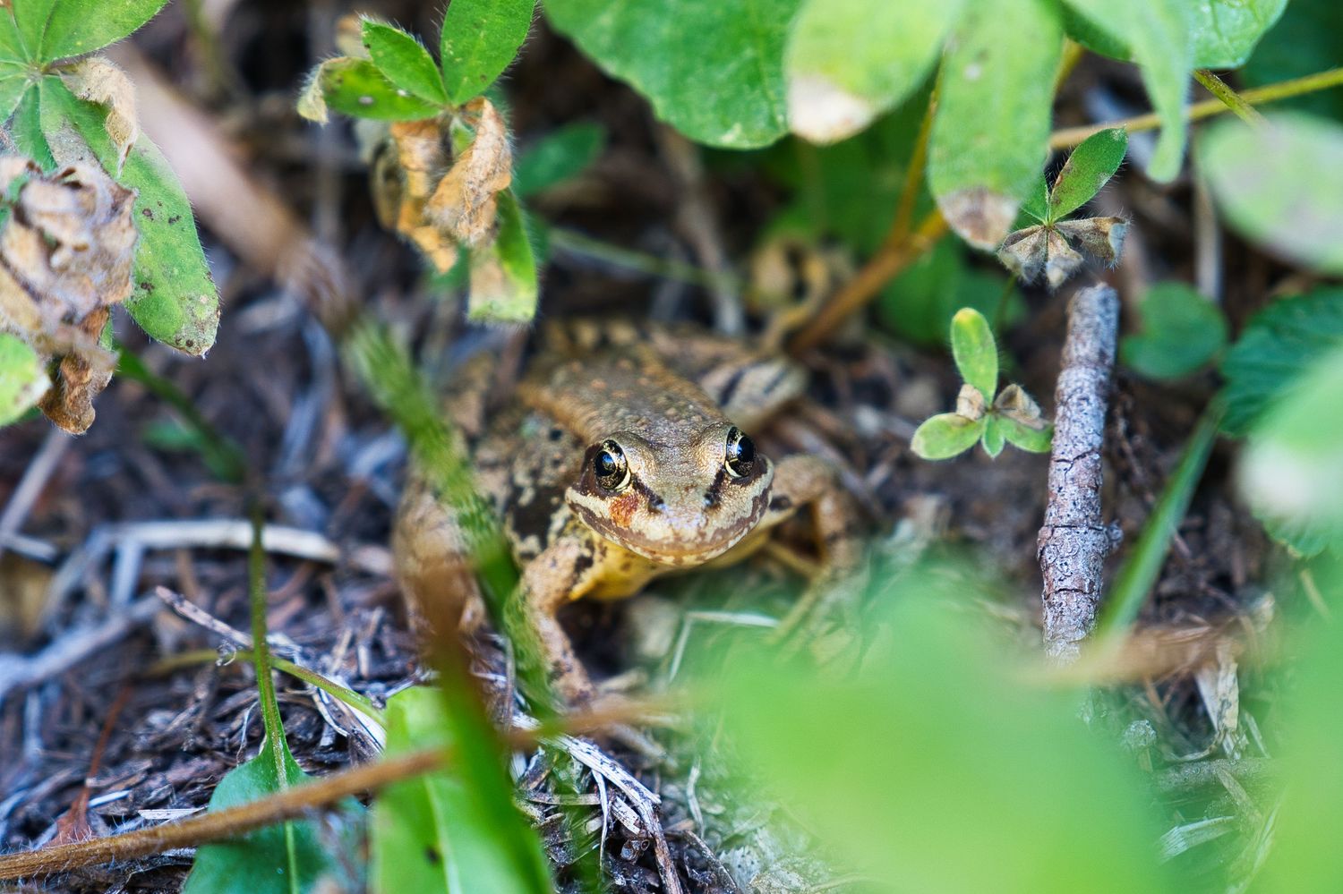 cascade frog