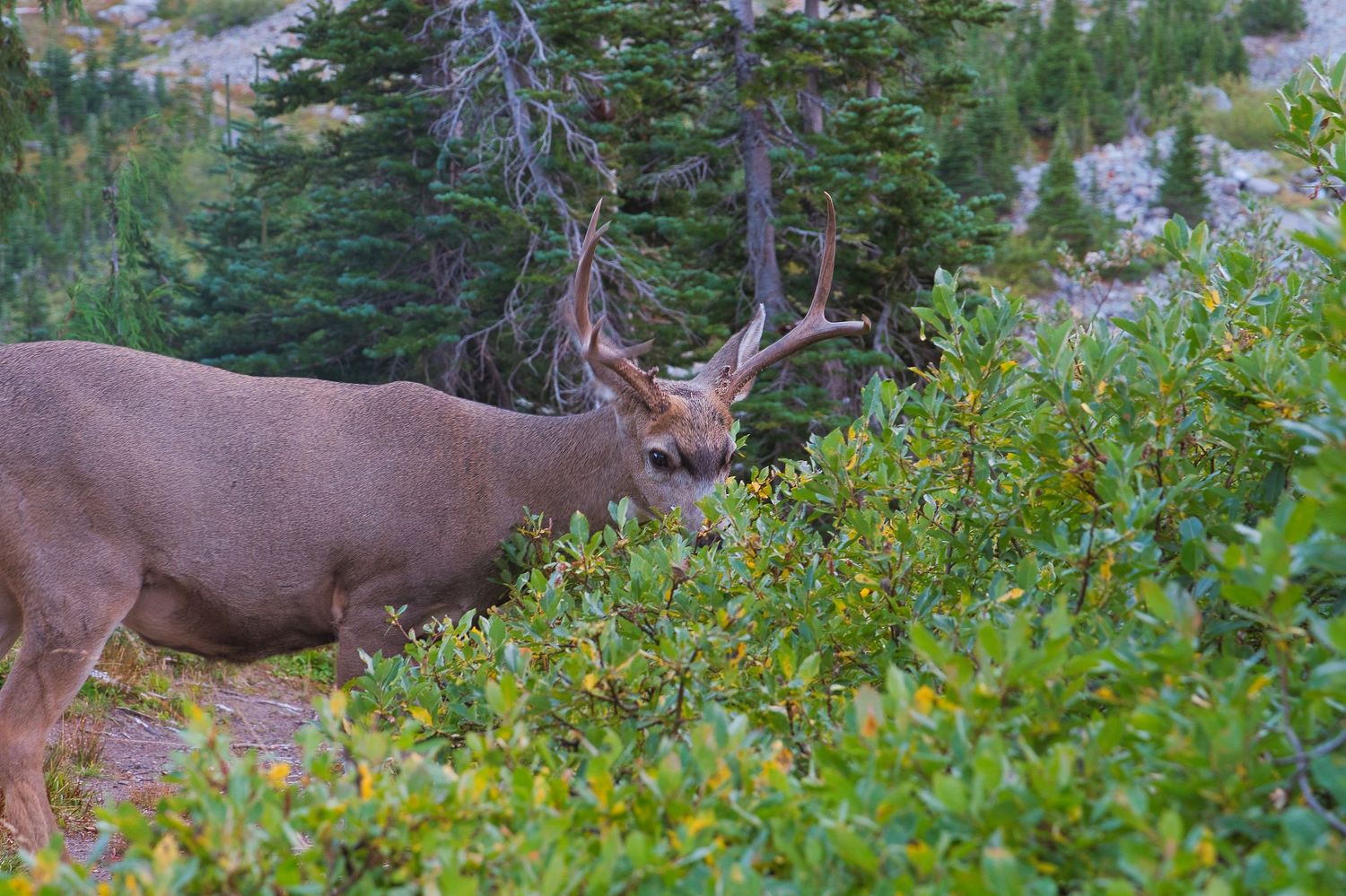 deer