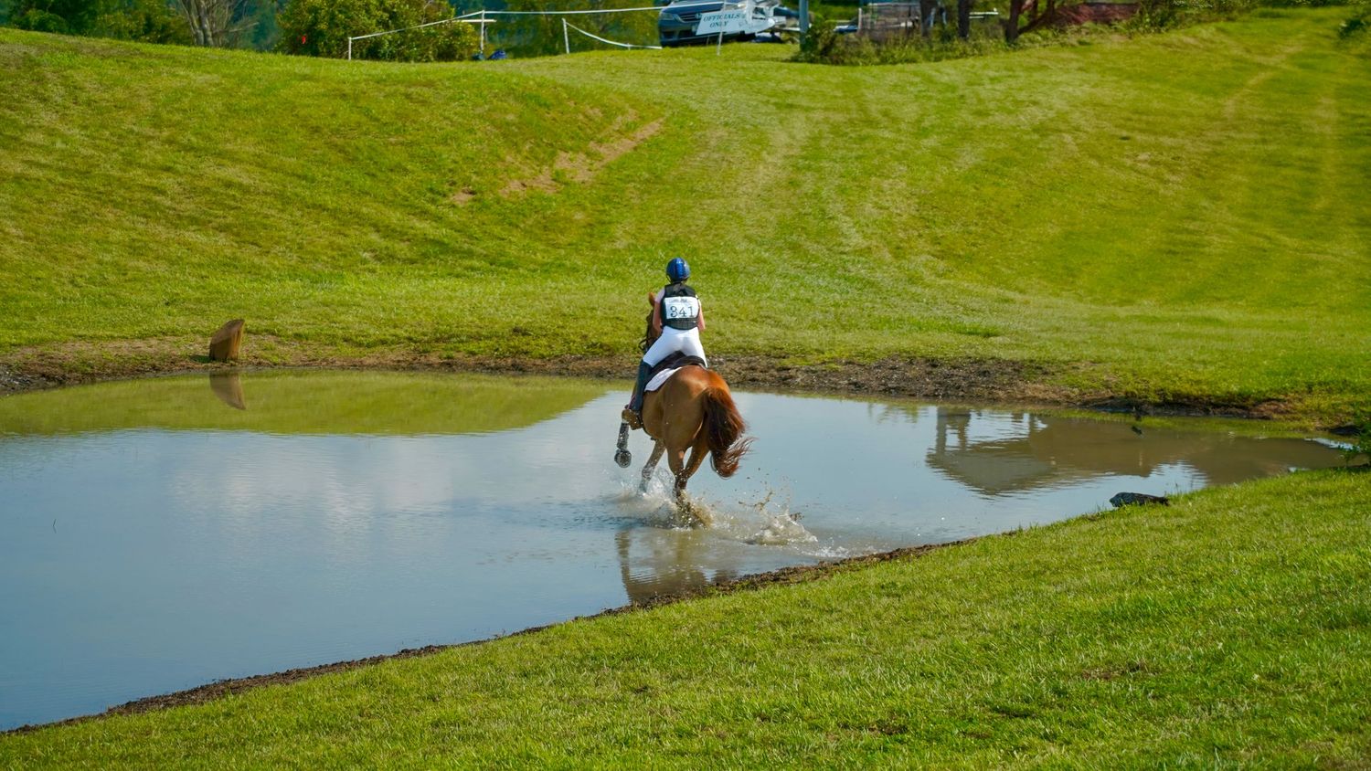Scenic landscape photography of equine