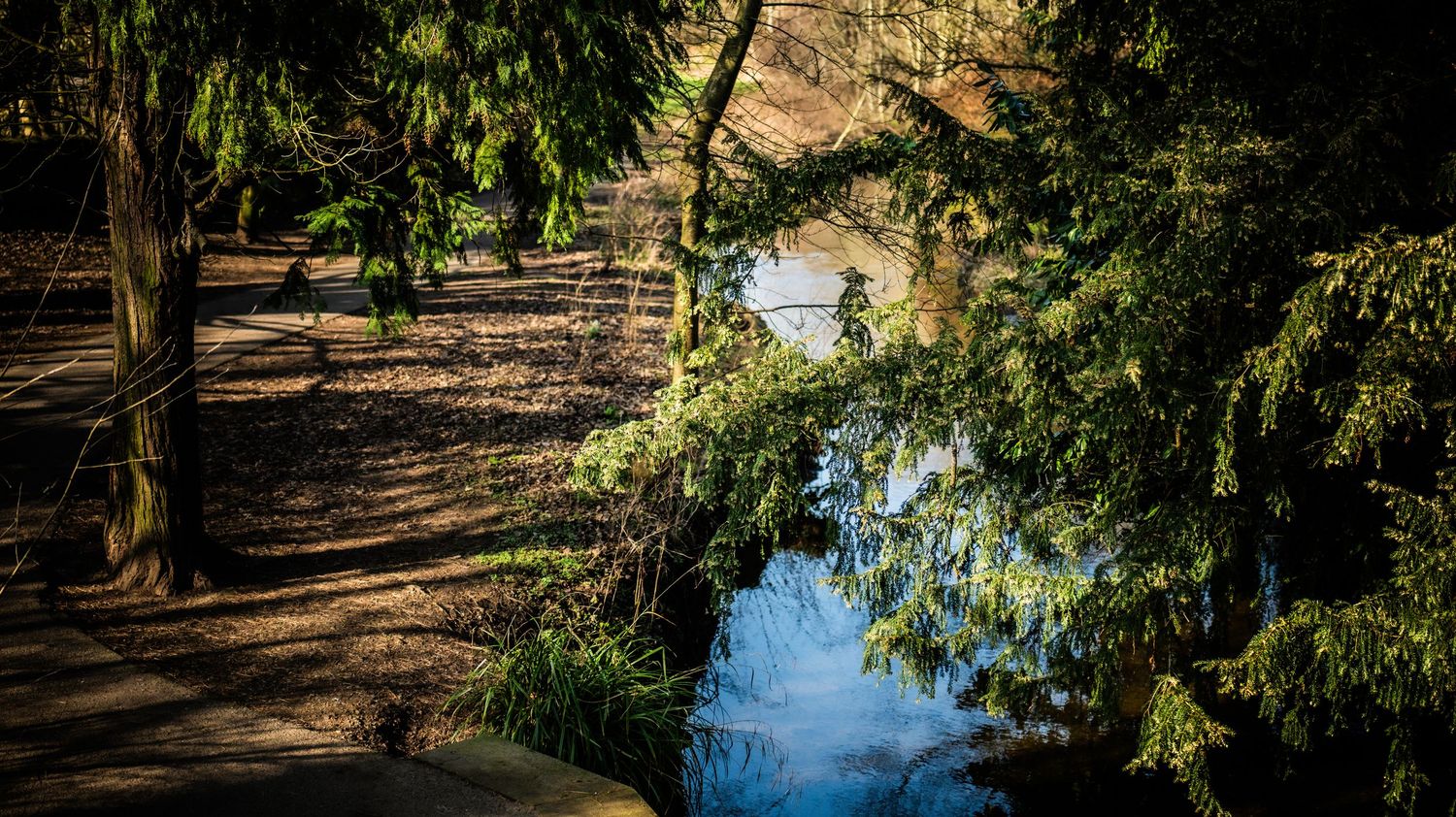 A peaceful wooded path along a serene lake with sunlight filtering through green trees and reflecting on calm waters.