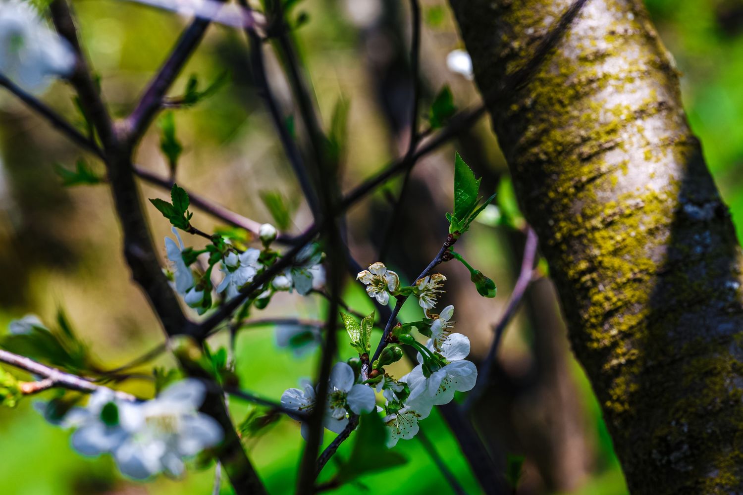 Delicate white cherry blossom flowers blooming on tree branches in a sunlit garden.