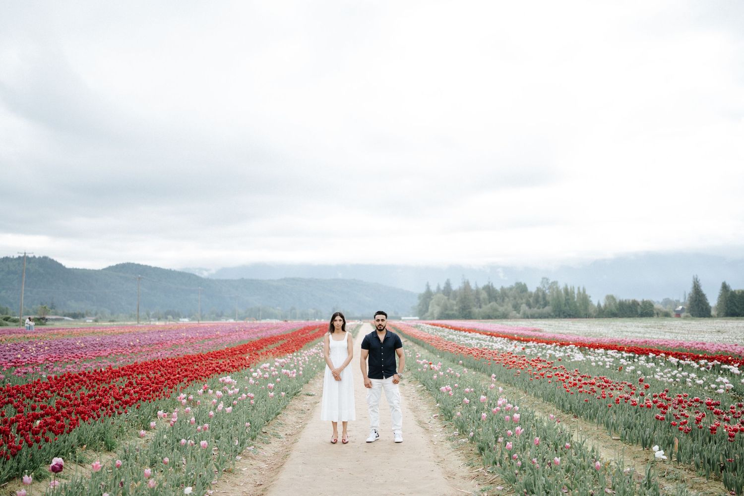 Scenic view of colorful tulip fields stretching into the distance with mountains and cloudy skies in the background.