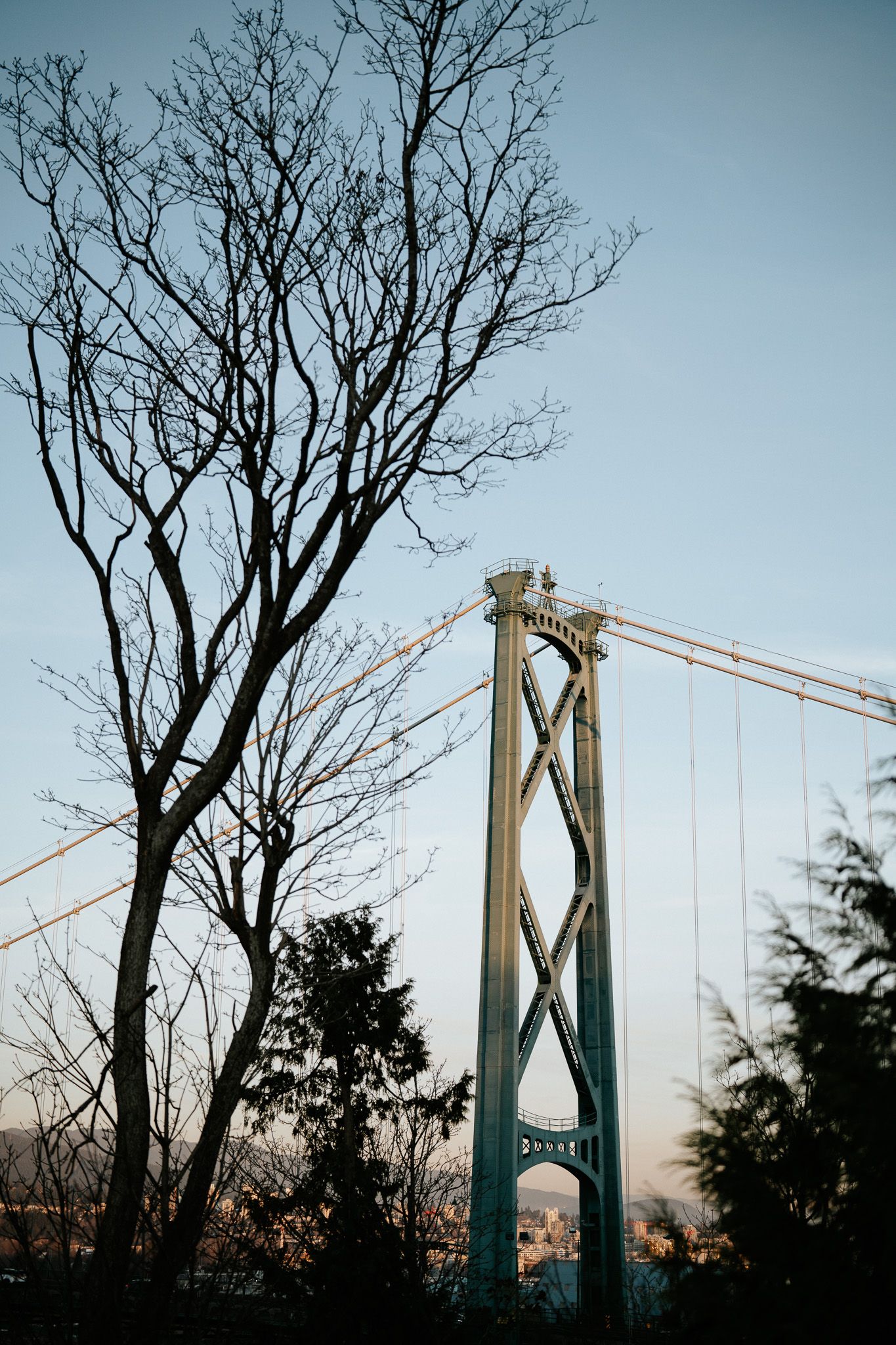 A bare tree silhouettes against the Lions Gate Bridge tower in Vancouver during sunset.