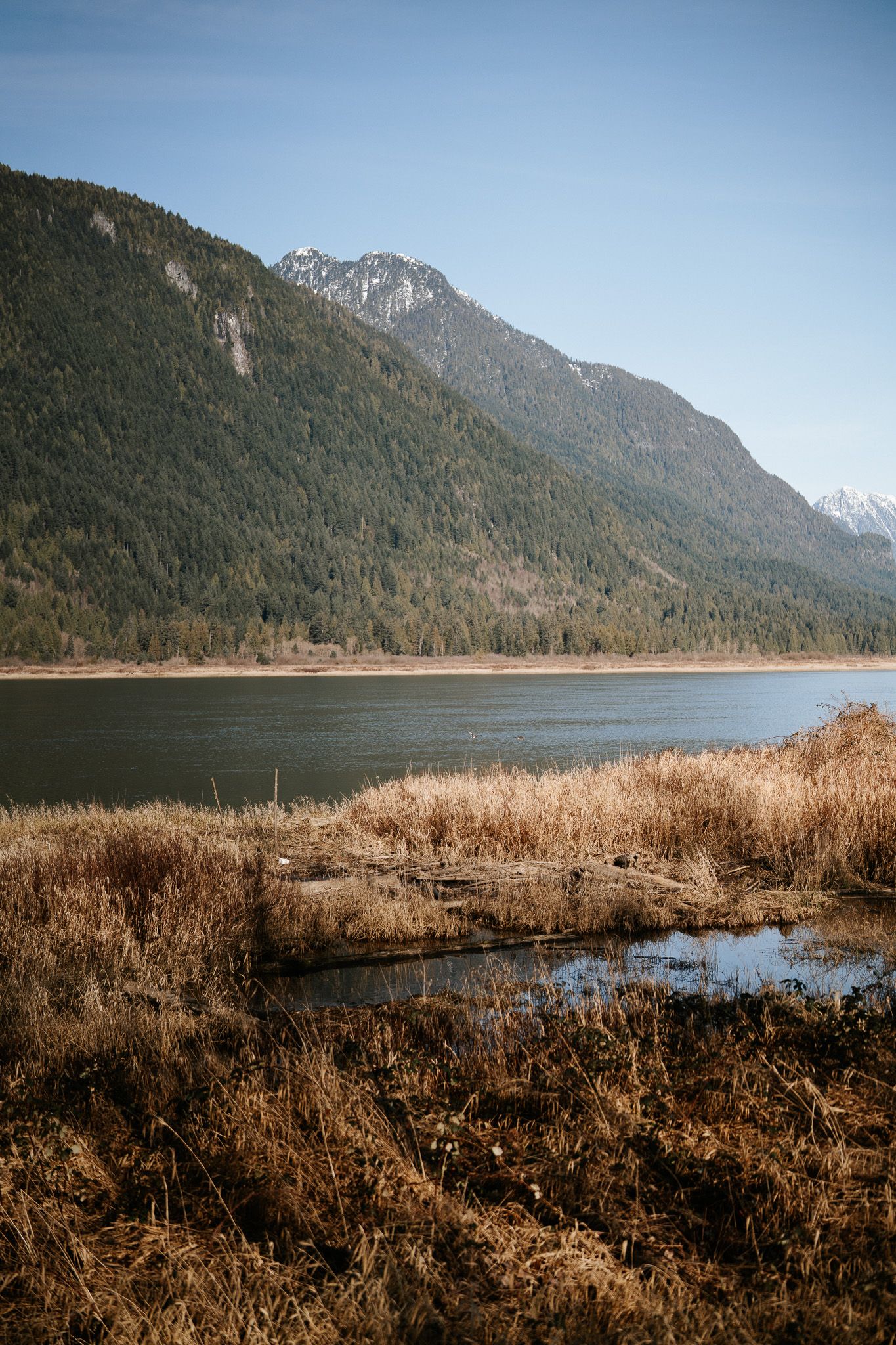 A panoramic view of a mountain lake surrounded by evergreen forests and dried winter reeds along the shoreline.