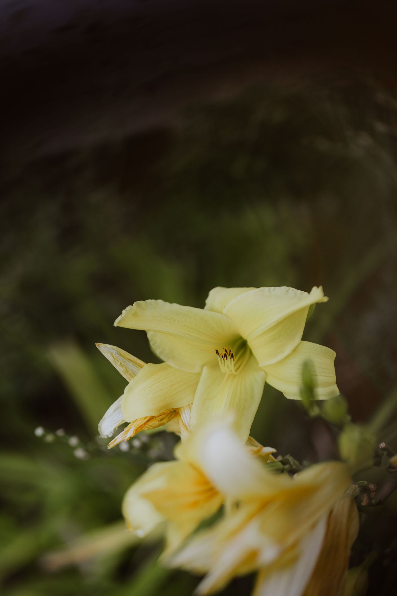 Close-up of delicate yellow daylily flowers blooming against a dark green garden background.
