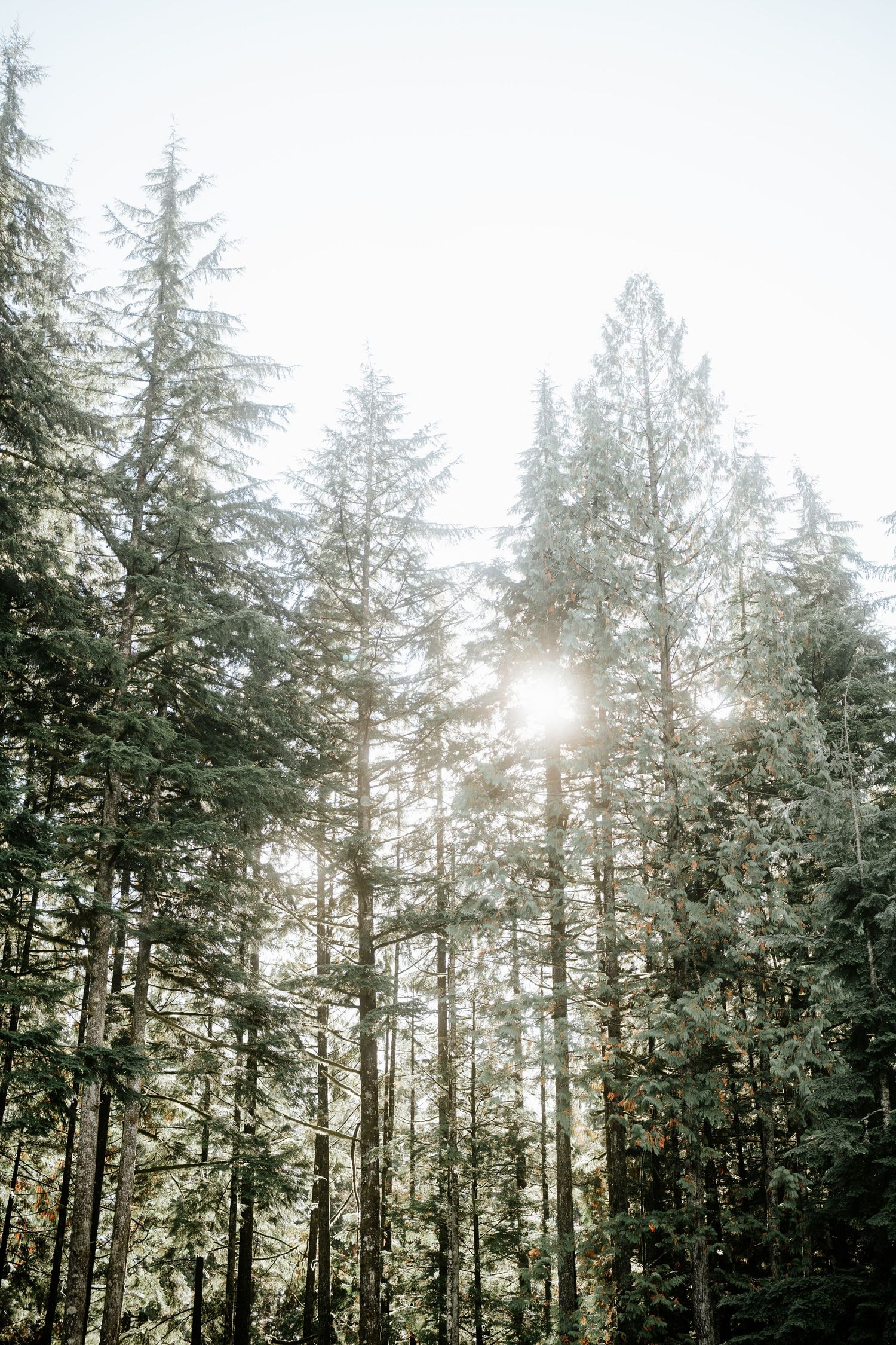 Sunlight streams through tall evergreen trees creating a magical forest atmosphere.