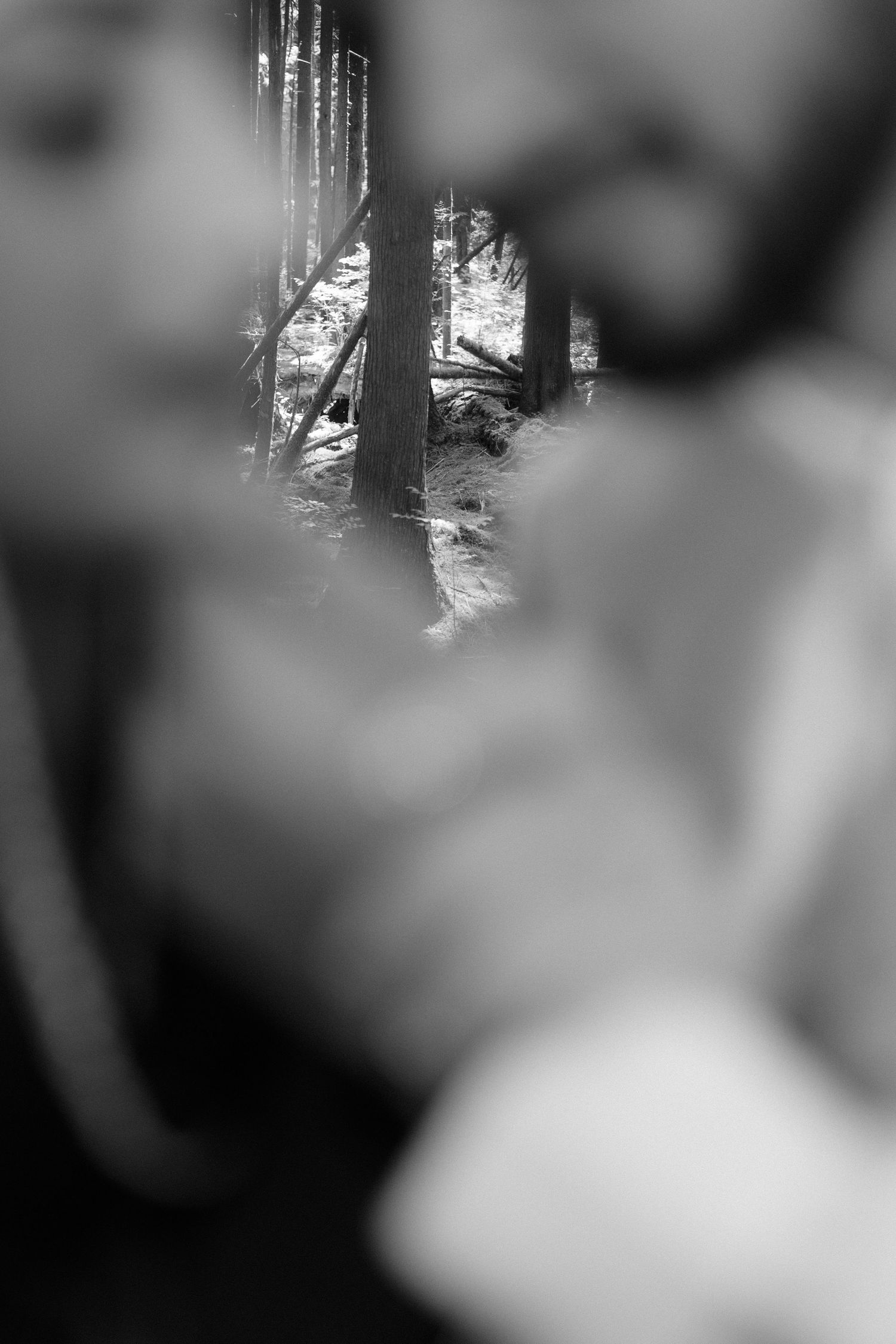 Black and white artistic blurred close-up of a couple with forest trees in background.