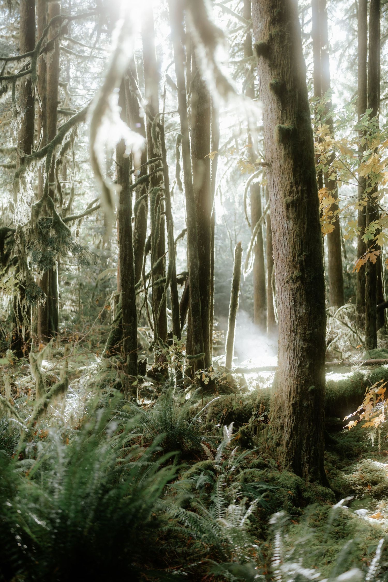 Misty sunlight streams through tall evergreen trees in a lush forest setting.