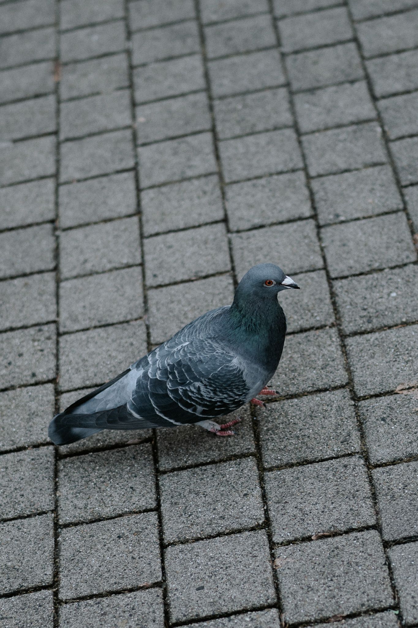 Three pigeons walking on gray brick pavement, showing different angles and poses as they move across the surface.