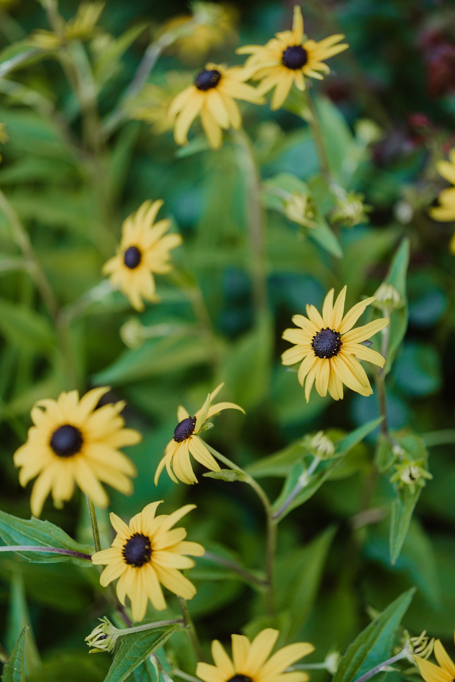 Bright yellow black-eyed Susan wildflowers blooming among lush green foliage in a garden.