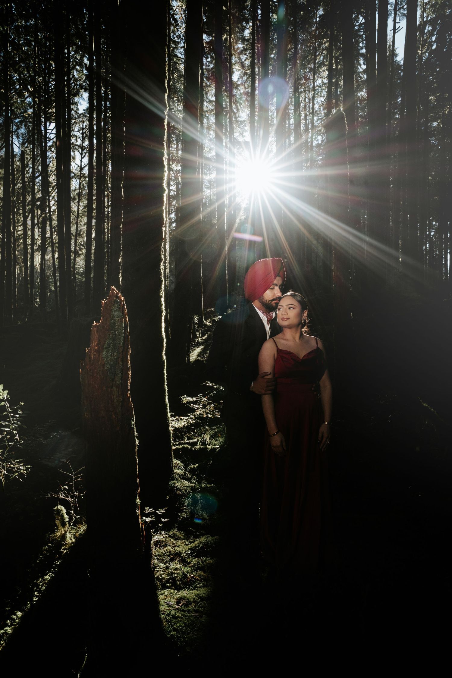 Romantic forest photography with dramatic backlighting and tall pine trees.