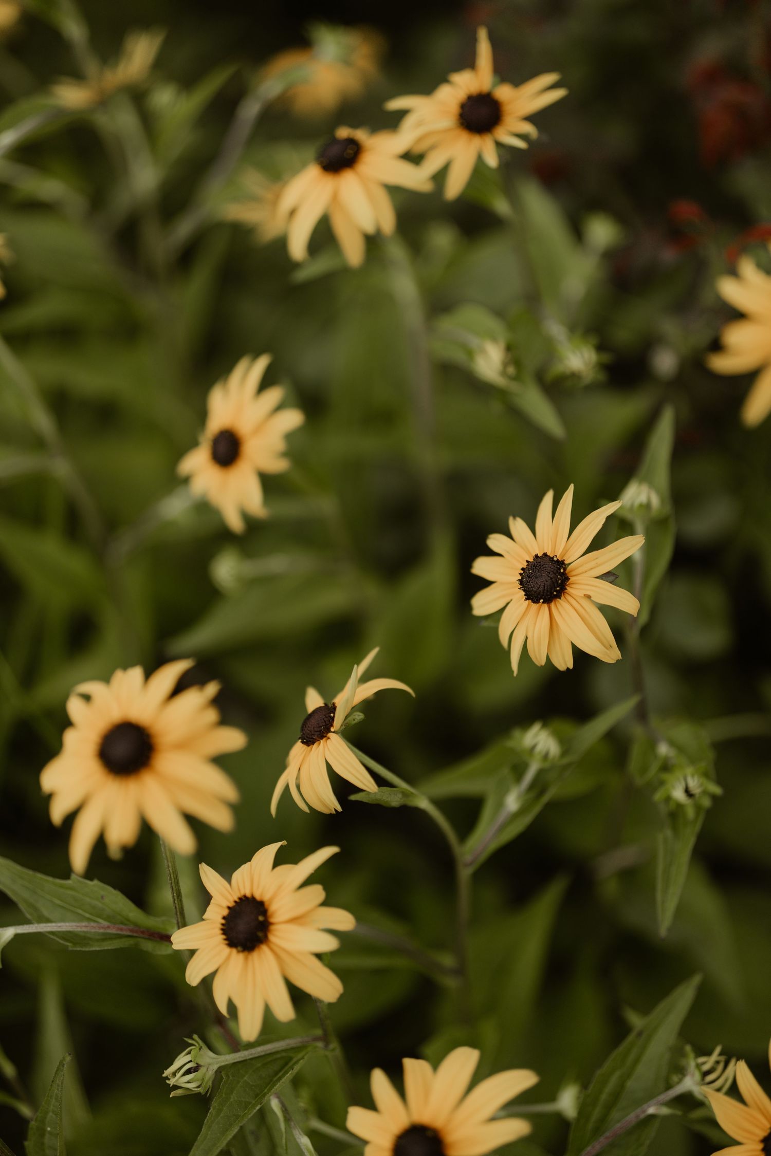 Yellow black-eyed Susan flowers blooming among green foliage in a garden.