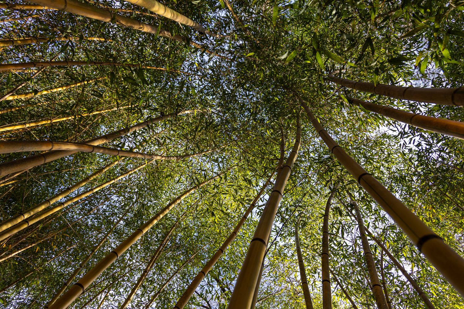 A dramatic upward view of towering bamboo trees reaching toward a bright blue sky in a dense grove.