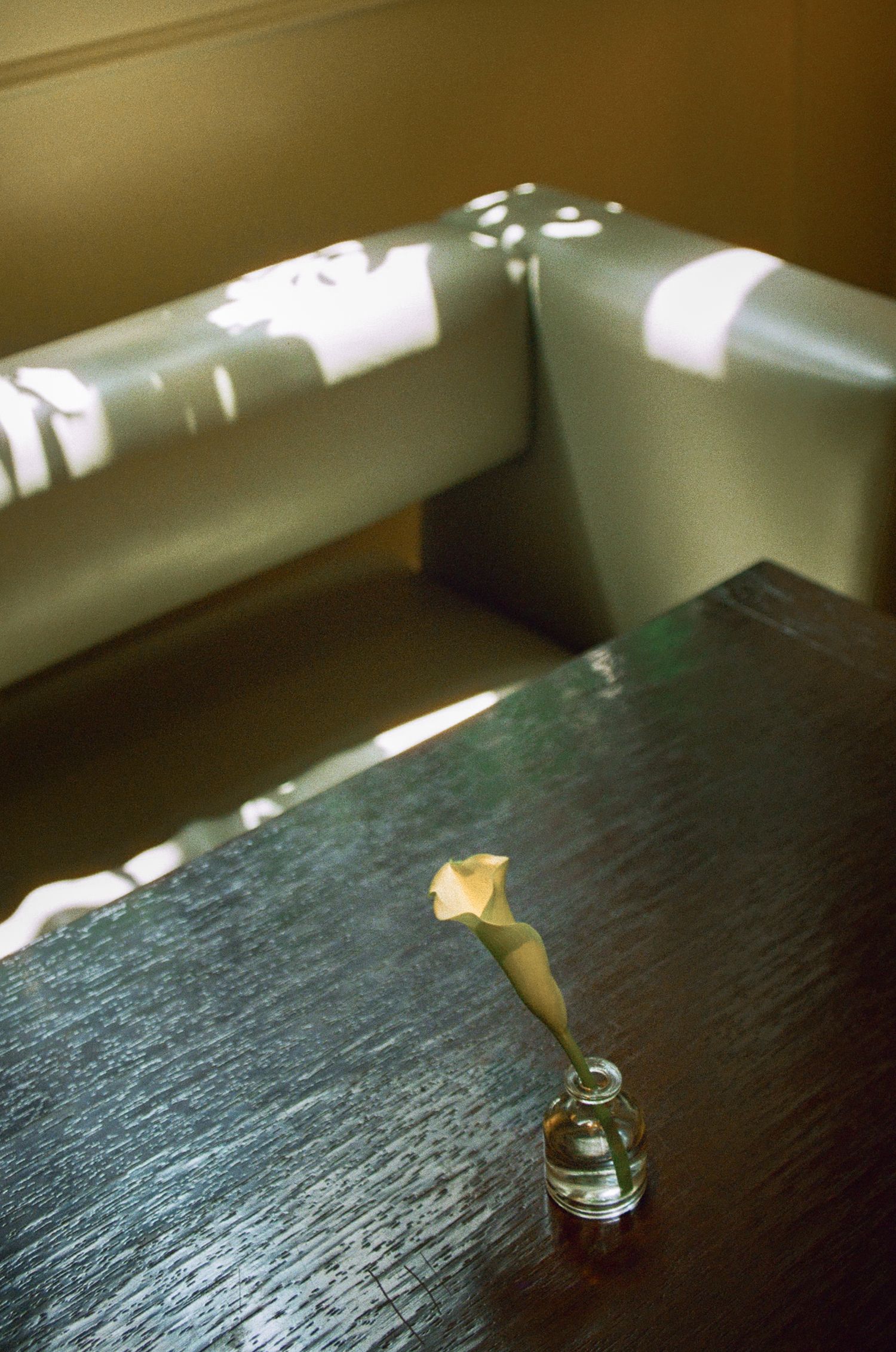 A single flower stem in a small glass vase on a dark wooden surface with sunlight casting shadows.