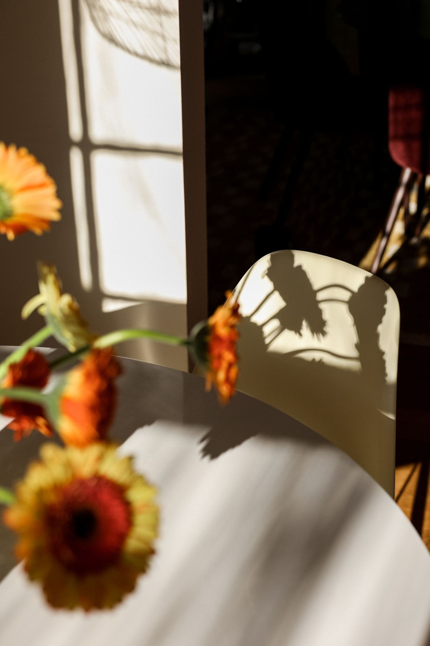 Sunlit white table with orange gerbera daisies casting shadows on a chair in warm natural light.