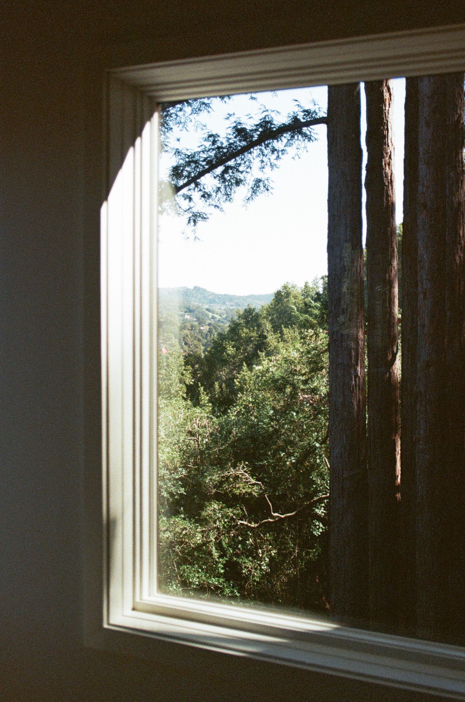 Window view framing tall trees and mountain landscape through white trim.