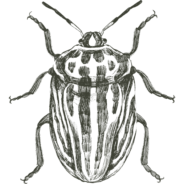 Line drawing of three striped potato beetles shown from above with detailed antennae and leg segments.