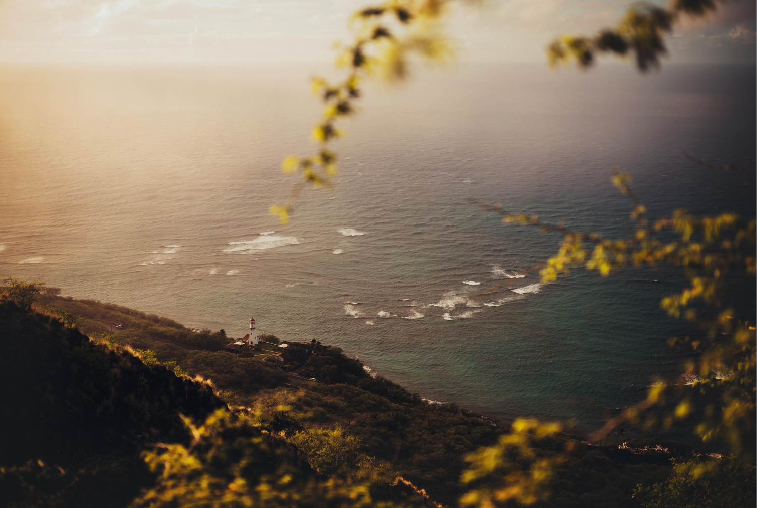 Dramatic coastal landscape with yellow flowers and ocean views at sunset.