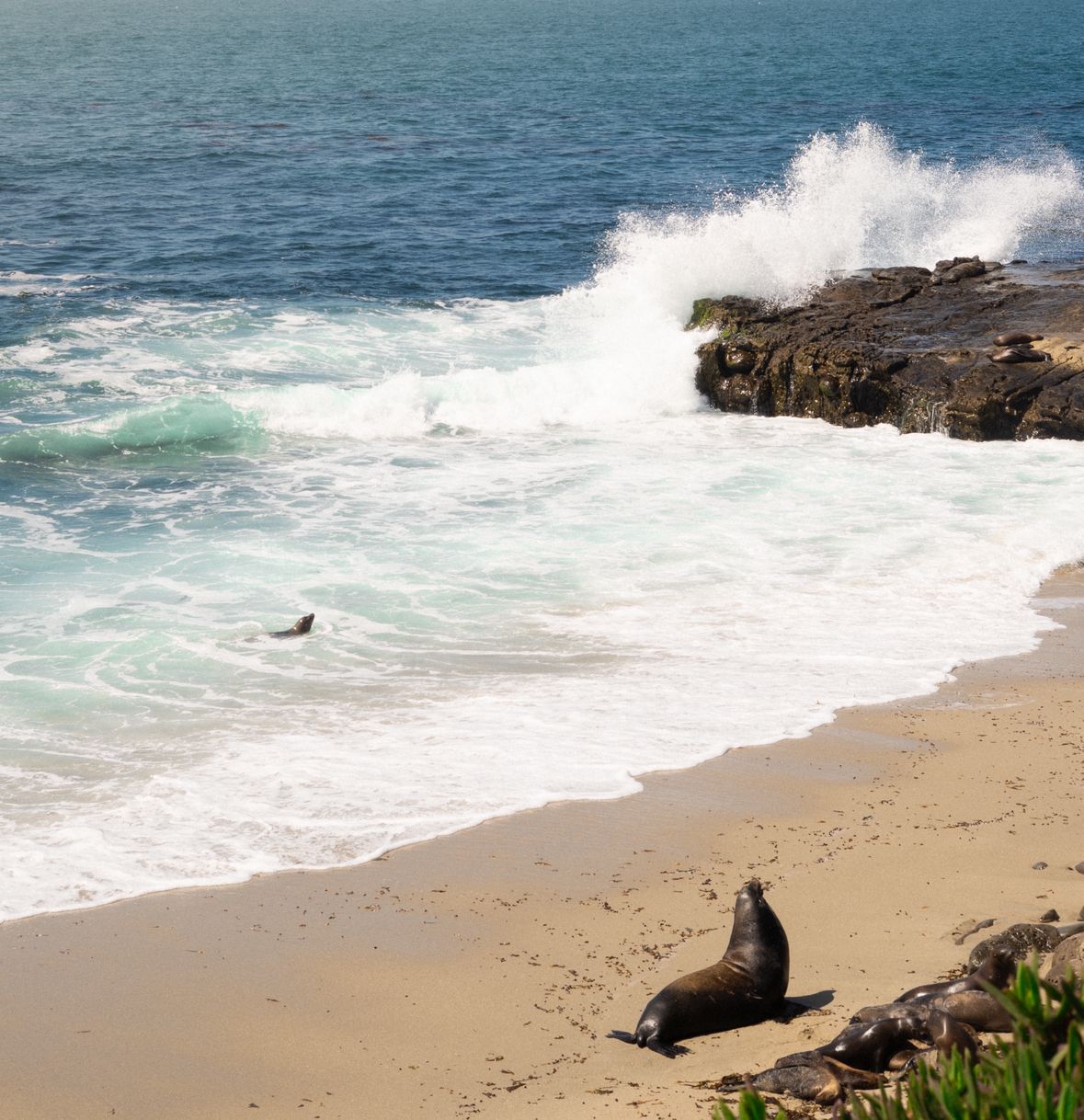 Crashing waves hit rocky coastline as seals lounge on sandy beach near La Jolla Cove in San Diego.