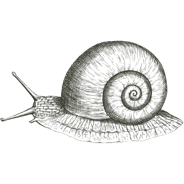 Vintage scientific illustration of different snail species with spiral shells shown in a horizontal row.