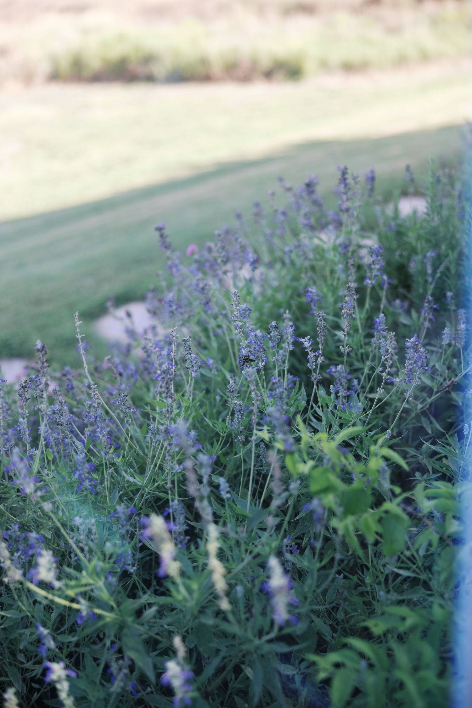 Purple lavender flowers bloom in soft focus garden setting.