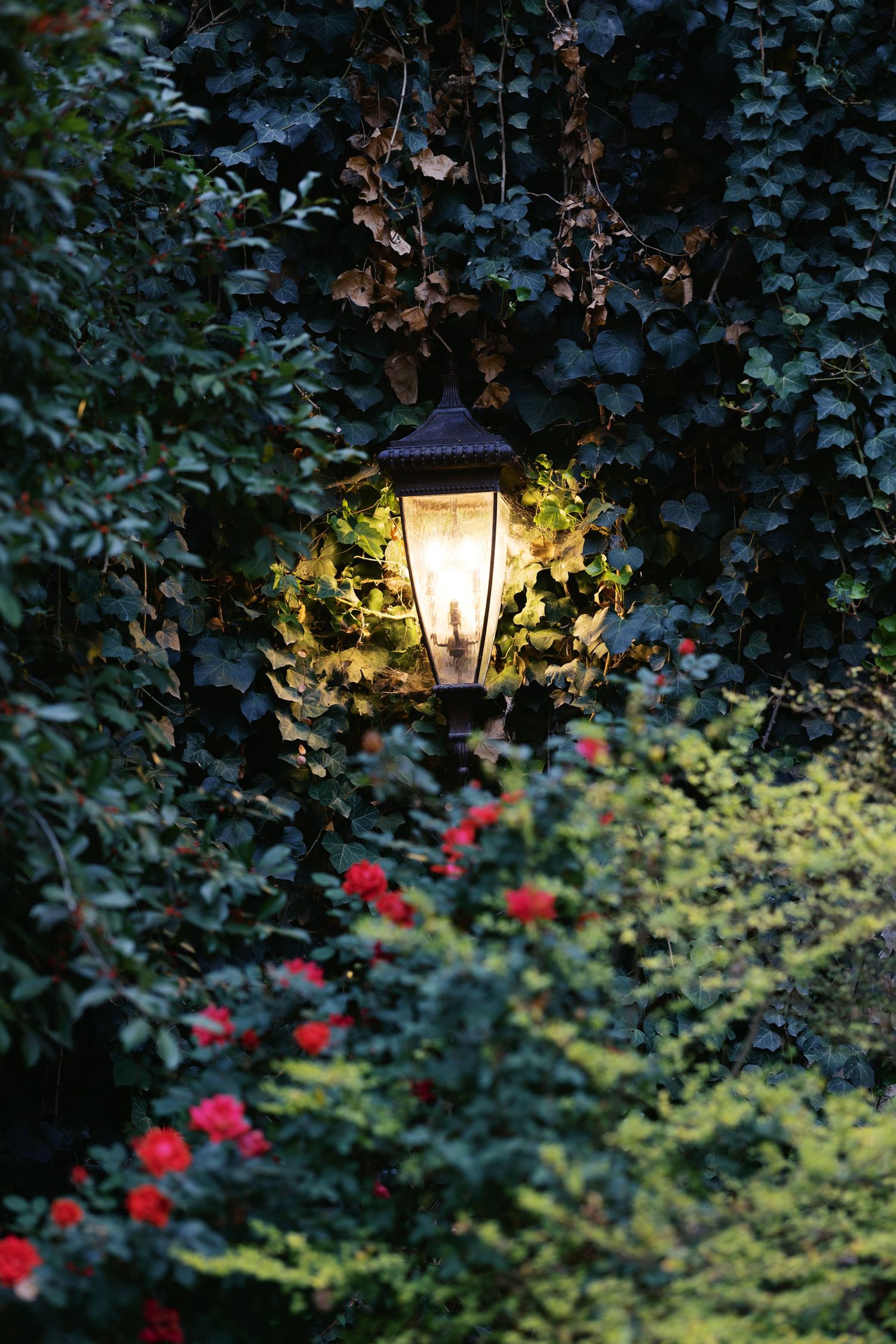 Glowing vintage lantern surrounded by lush green ivy and red flowers in a garden at dusk.