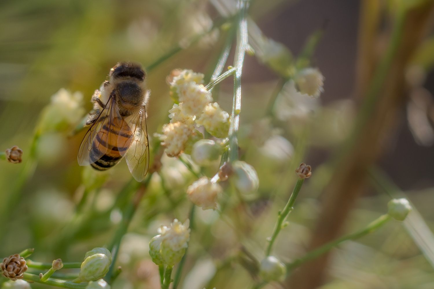 Close-up macro shots of honey bees pollinating white flowers in sequence.