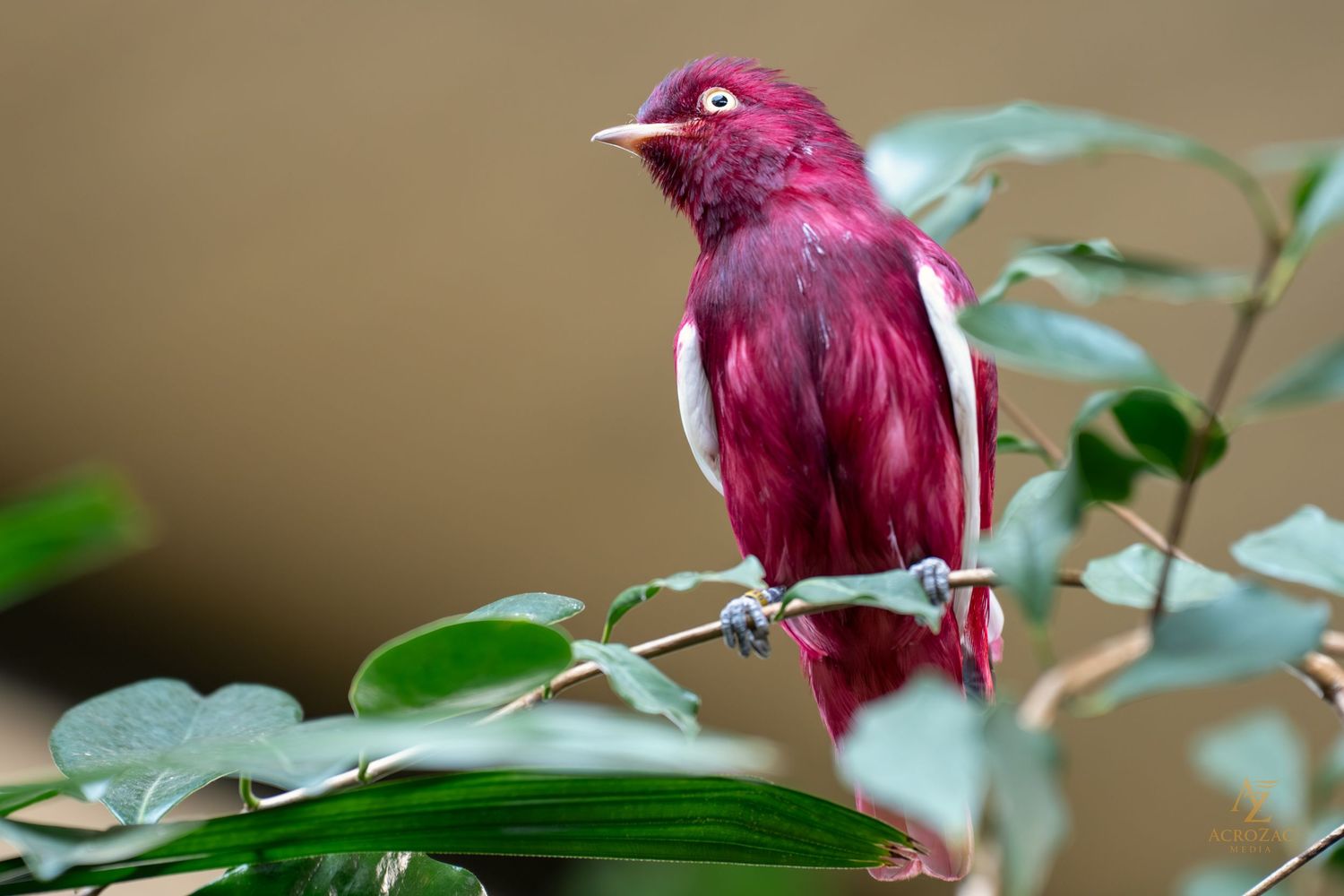 Vibrant magenta-colored bird perched among green leaves against neutral background.