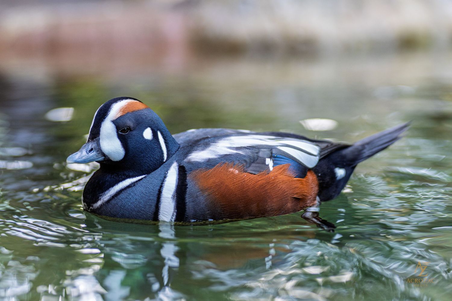 Male harlequin duck with distinctive blue, white and rust colored plumage swimming in calm water.