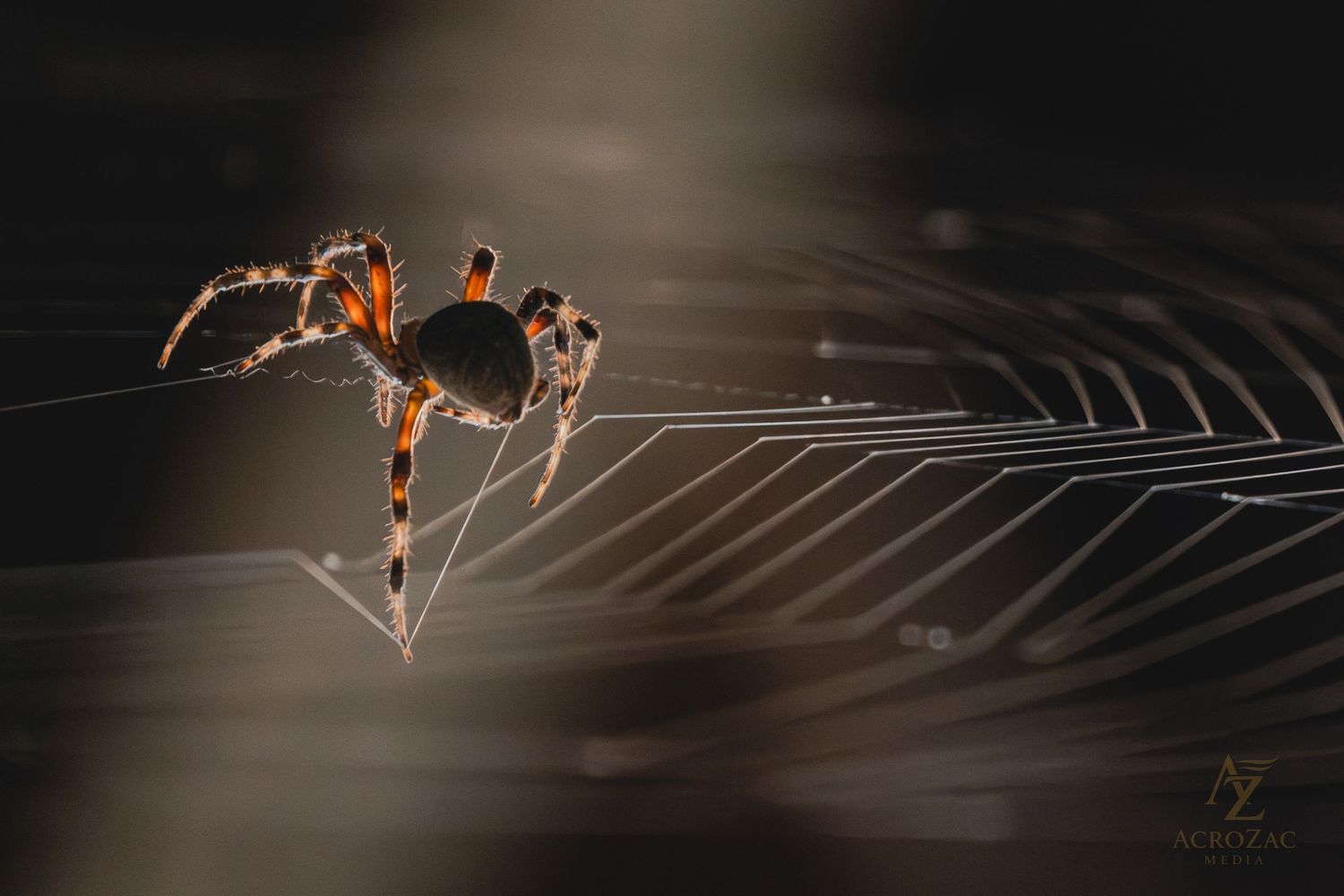 Spider sitting on its web against a dark background with dramatic lighting.