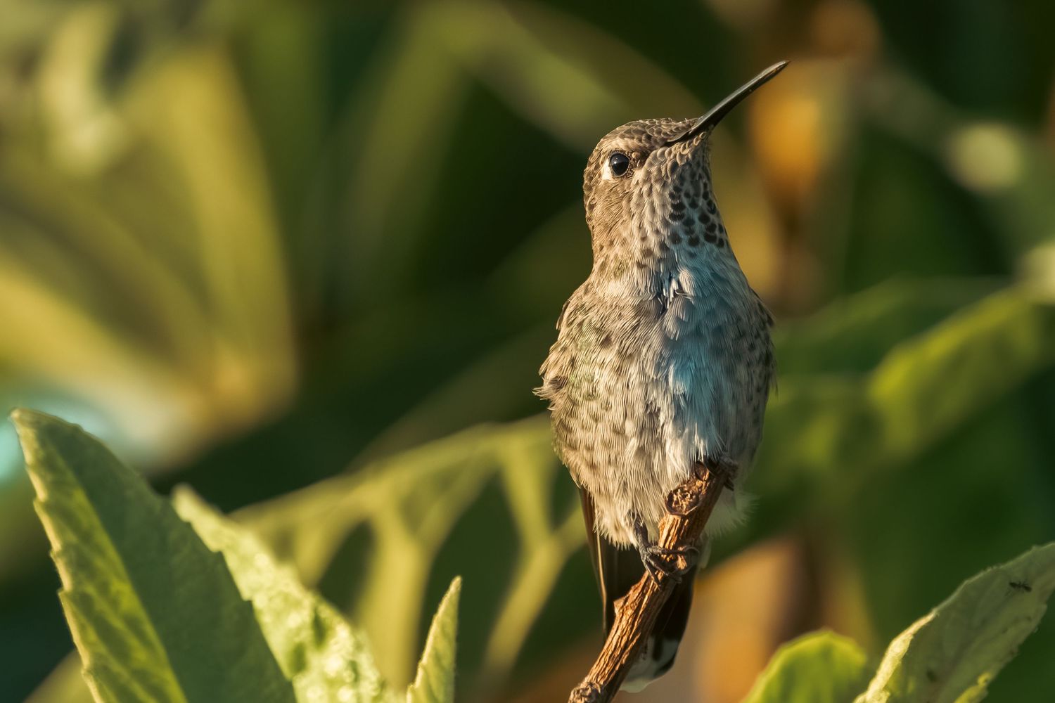Close-up of a hummingbird perched on branch in golden sunlight.