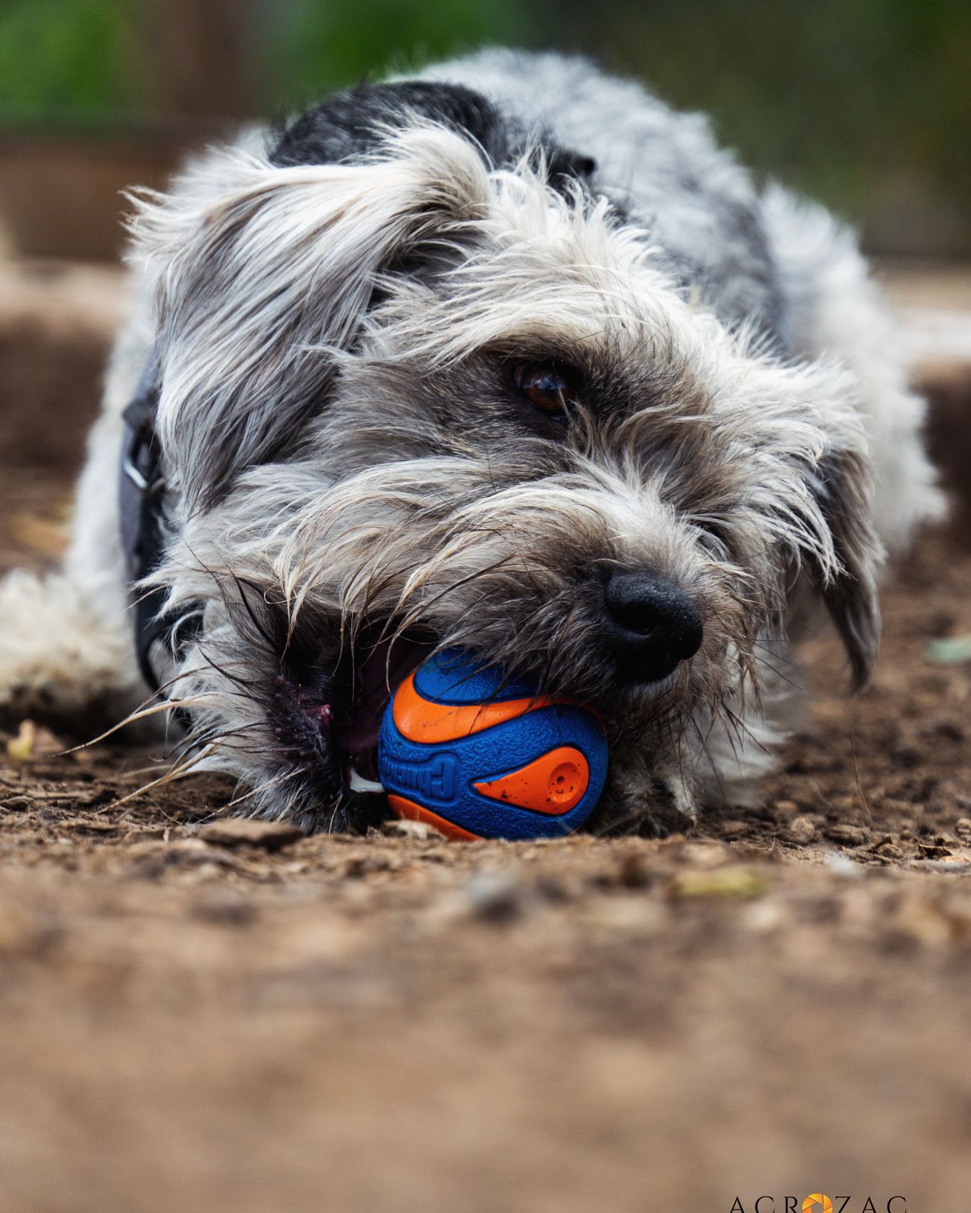 Grey dog resting with blue and orange ball toy on ground.
