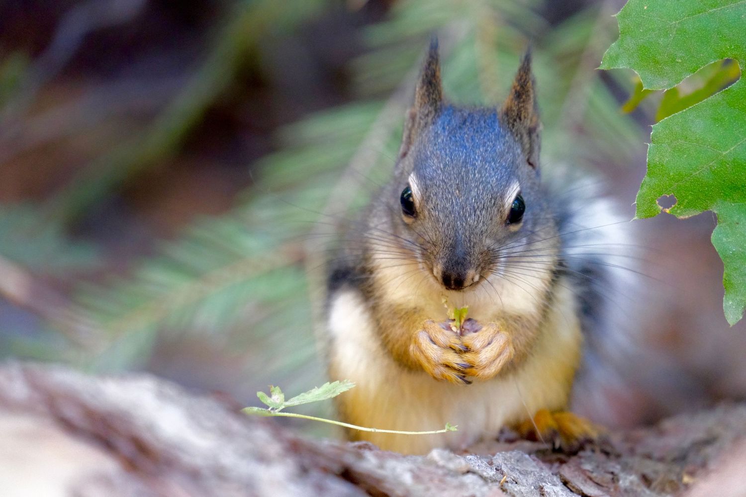 Curious squirrel peeking through green foliage in natural habitat.