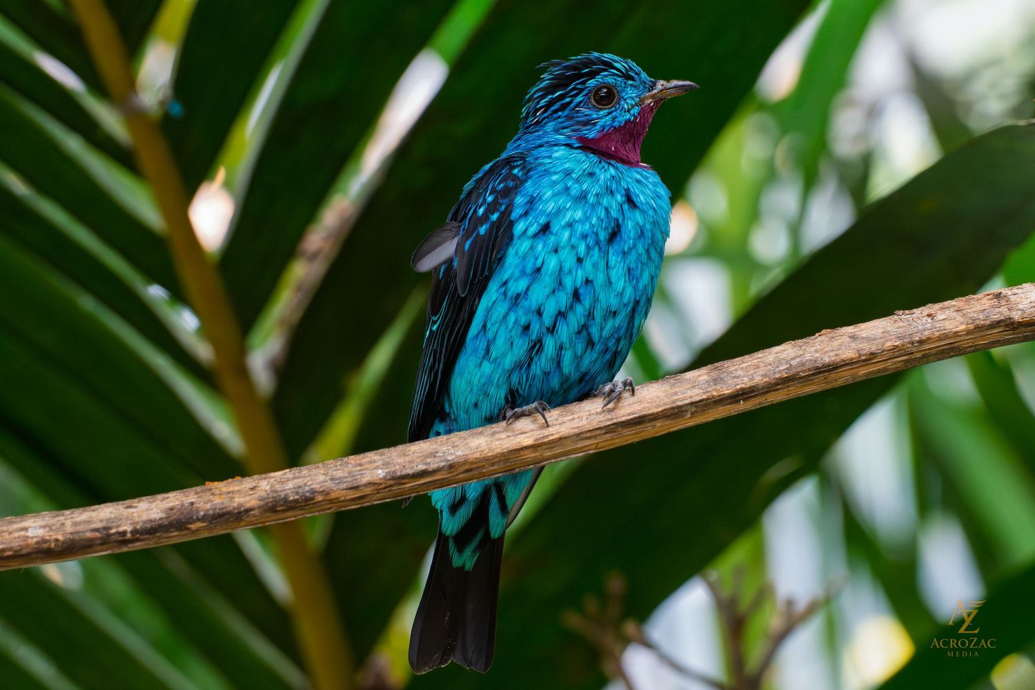 Vibrant turquoise-blue cotinga bird perched on a branch against blurred tropical foliage.