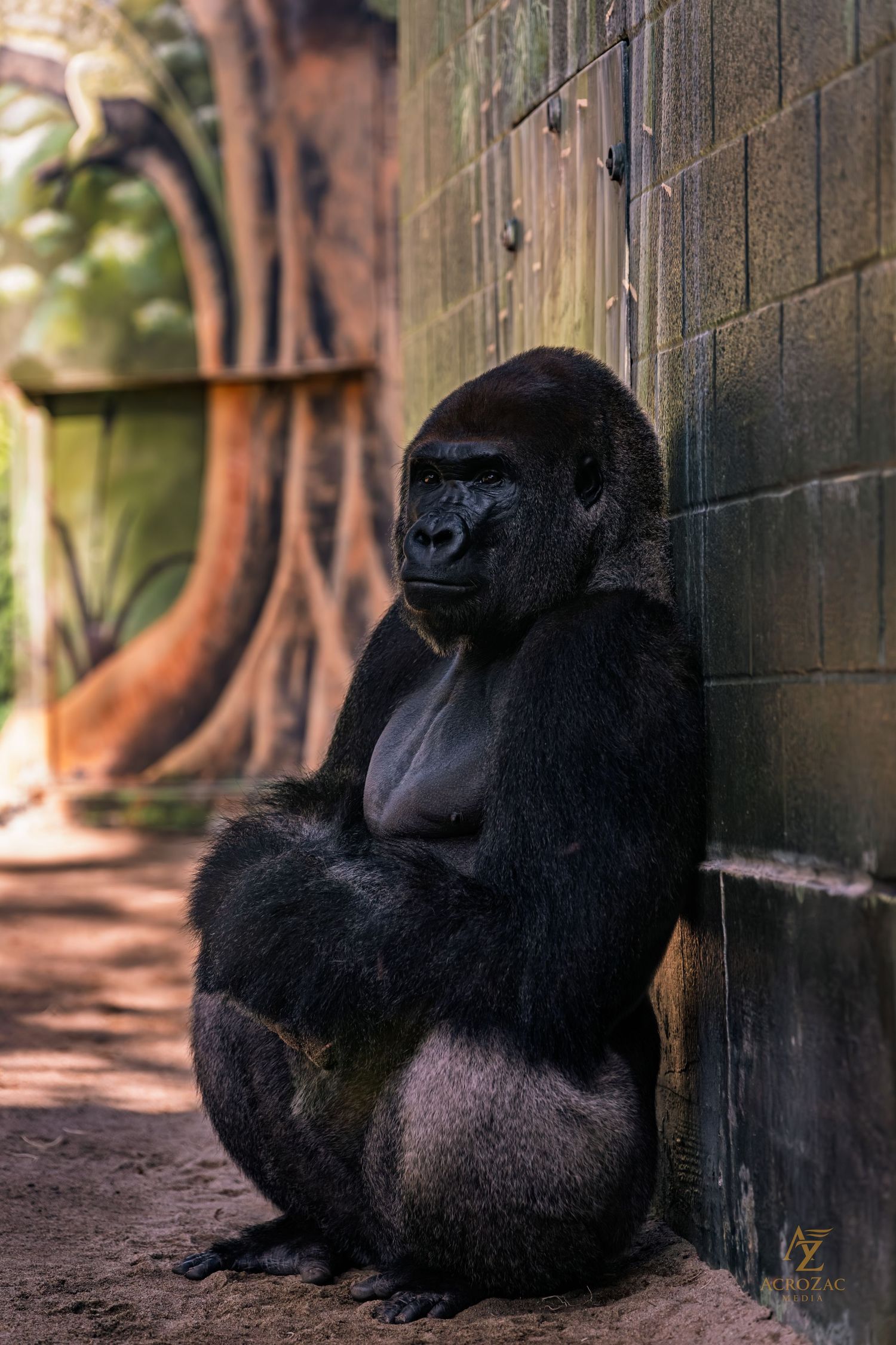 A large gorilla resting against a wall in an enclosure with trees in the background.