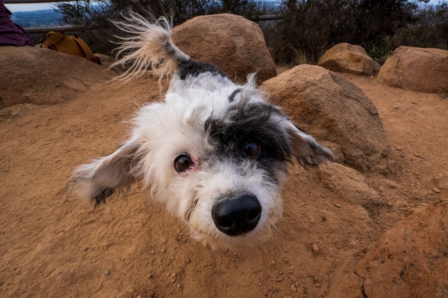 Close-up series of a fluffy white and black dog exploring rocky terrain outdoors.