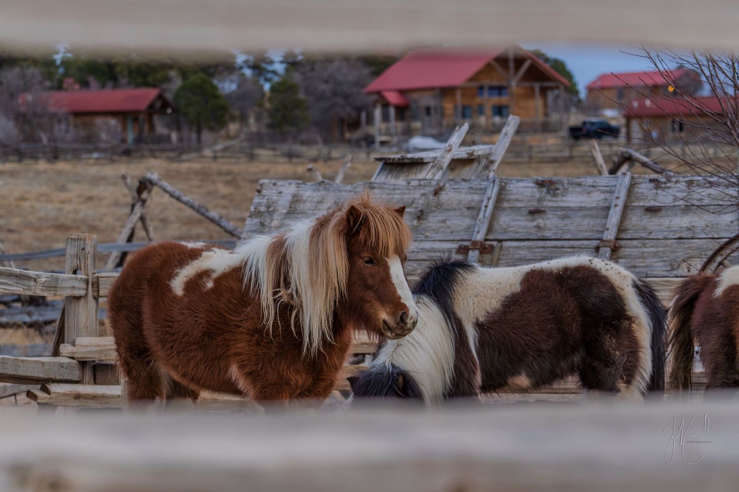 Panoramic view of horses grazing in a field with rustic cabins in the background.