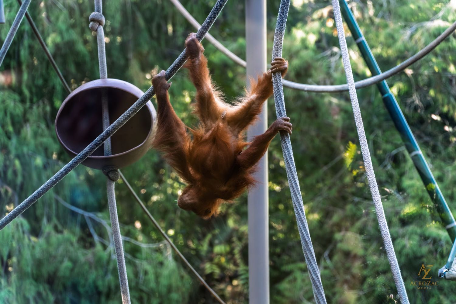 Orangutan swinging on metal bars in an outdoor enclosure.
