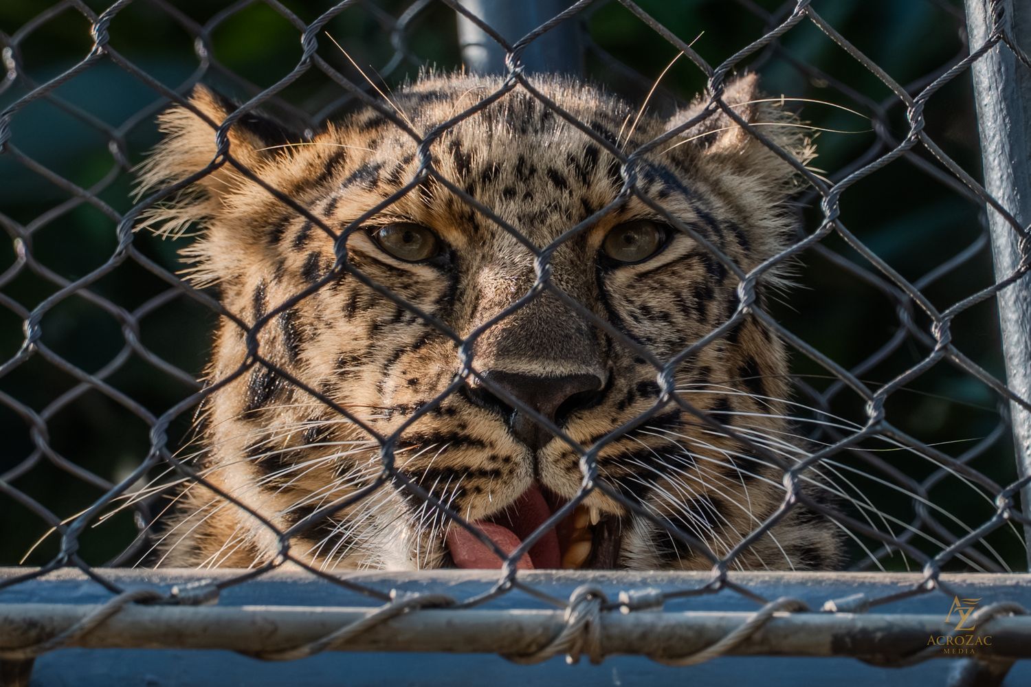 A tiger's face peering through a chain-link fence with intense eyes.