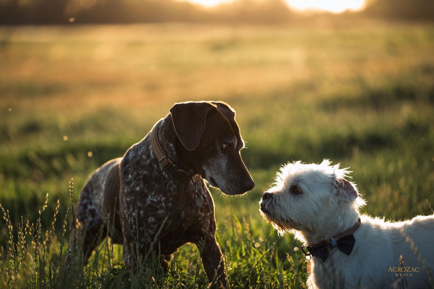 Dogs playing in a golden field during sunset with backlit silhouettes.